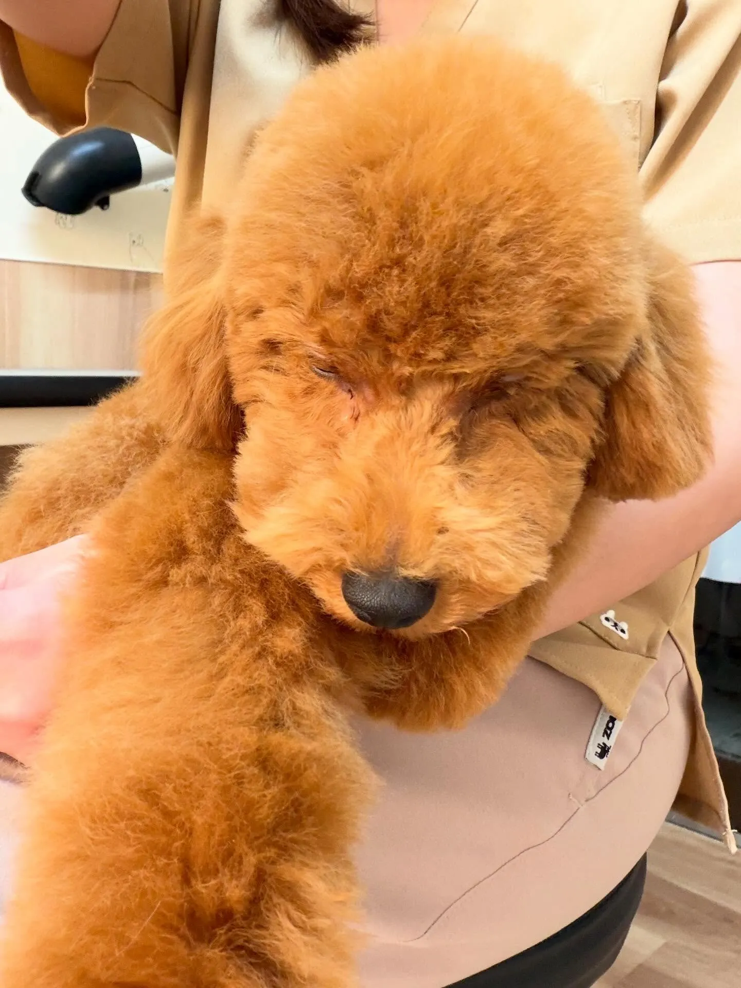 🍃5/16のトリミング🍃プードル🐶|名東区・千種区・守山区の...
