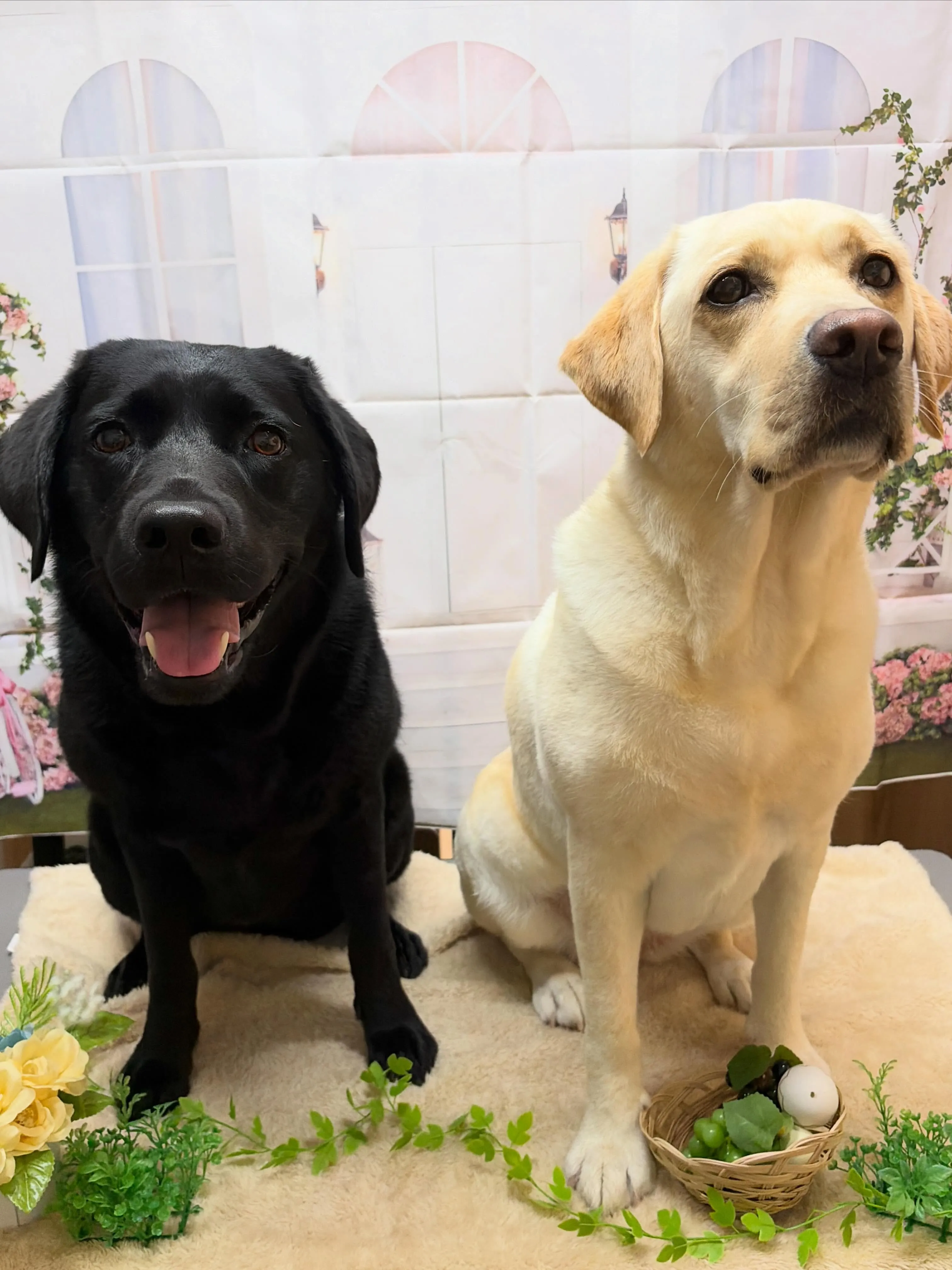 🍃5/16のトリミング🍃ラブラドールレトリバー🐶|名東区・千...