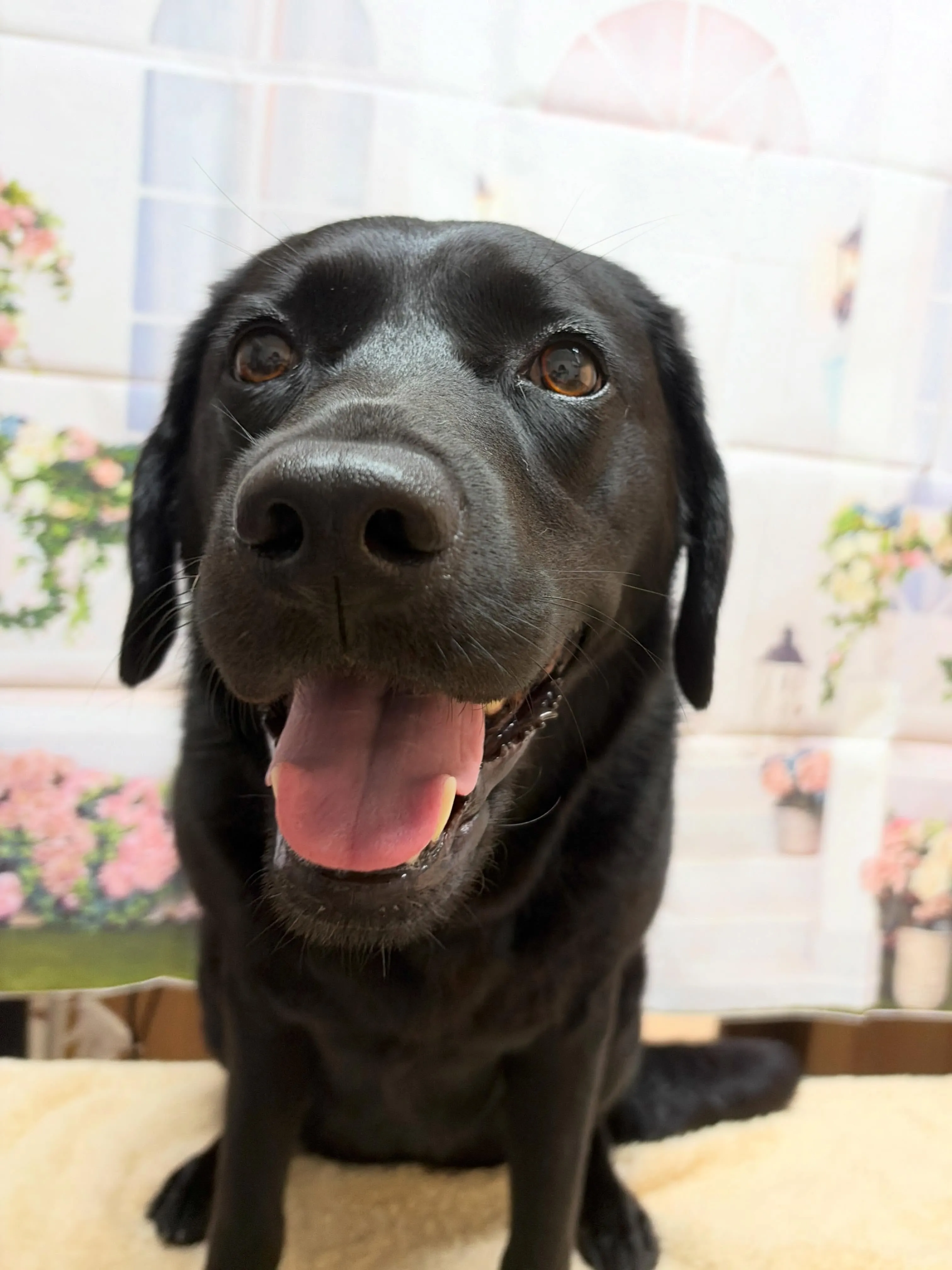 🍃5/16のトリミング🍃ラブラドールレトリバー🐶|名東区・千...
