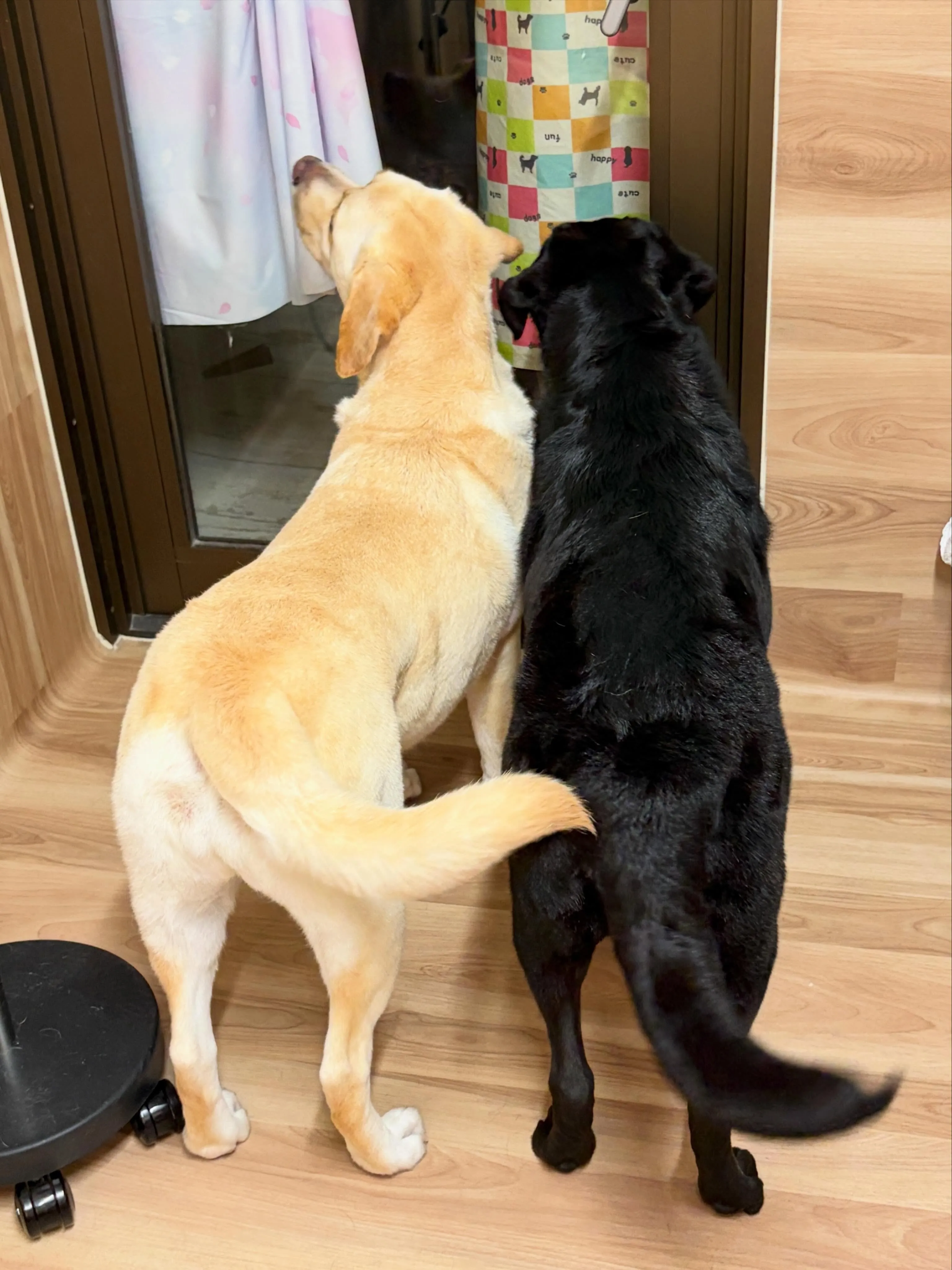 🍃5/16のトリミング🍃ラブラドールレトリバー🐶|名東区・千...