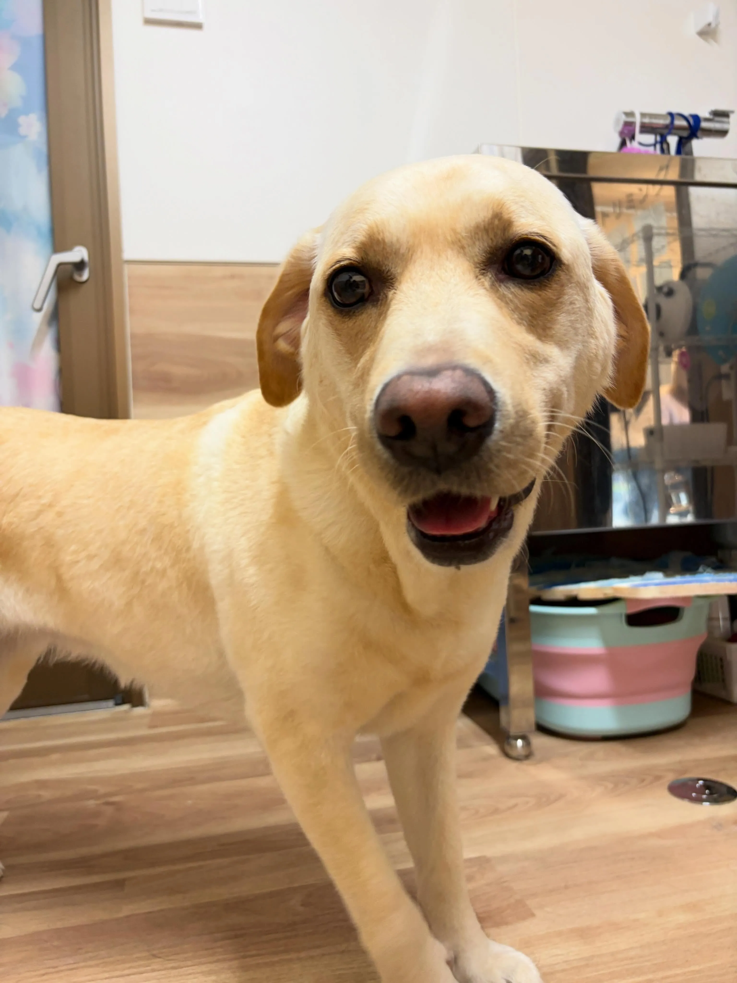 🍃5/16のトリミング🍃ラブラドールレトリバー🐶|名東区・千...