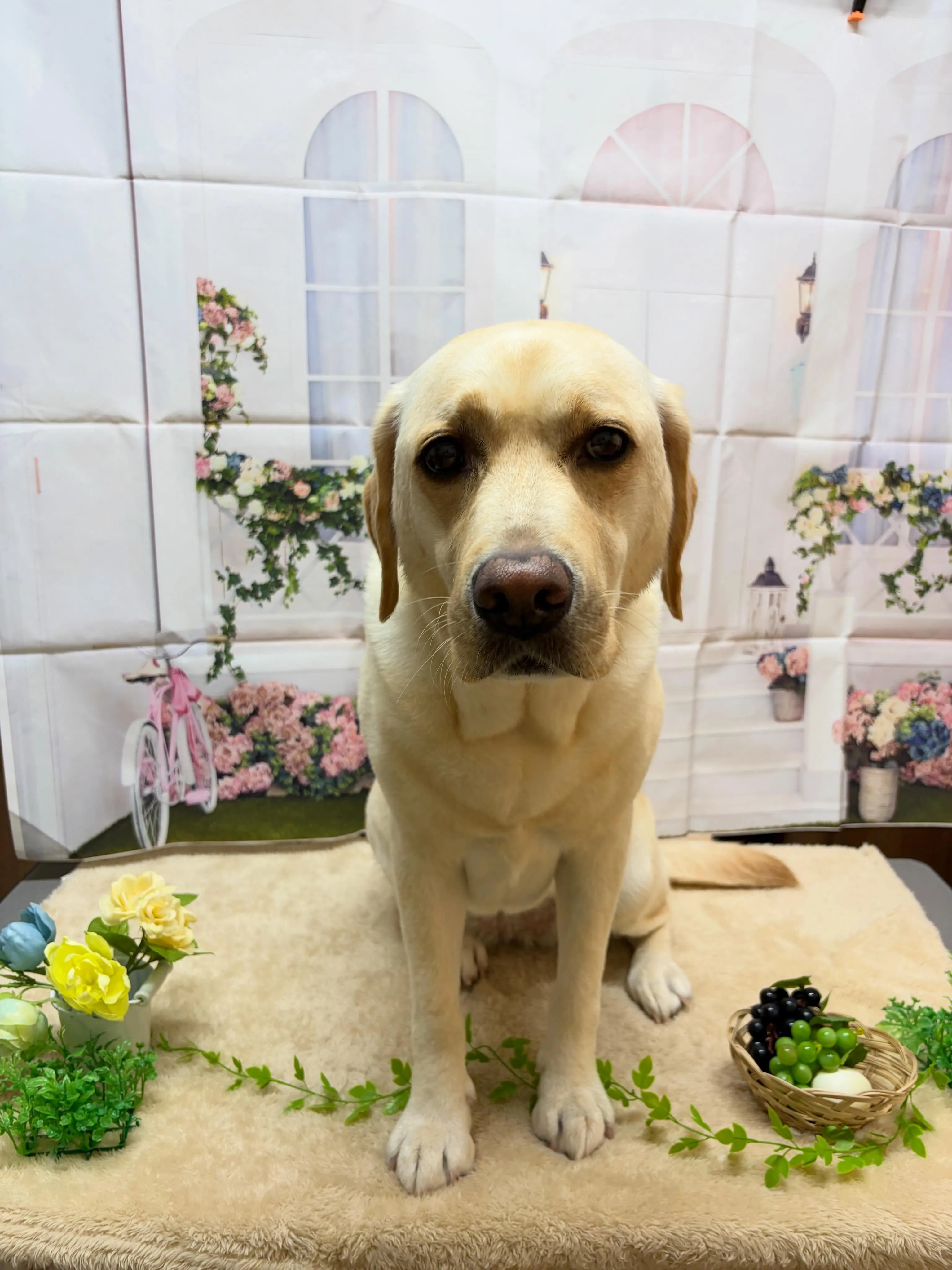 🍃5/16のトリミング🍃ラブラドールレトリバー🐶|名東区・千...