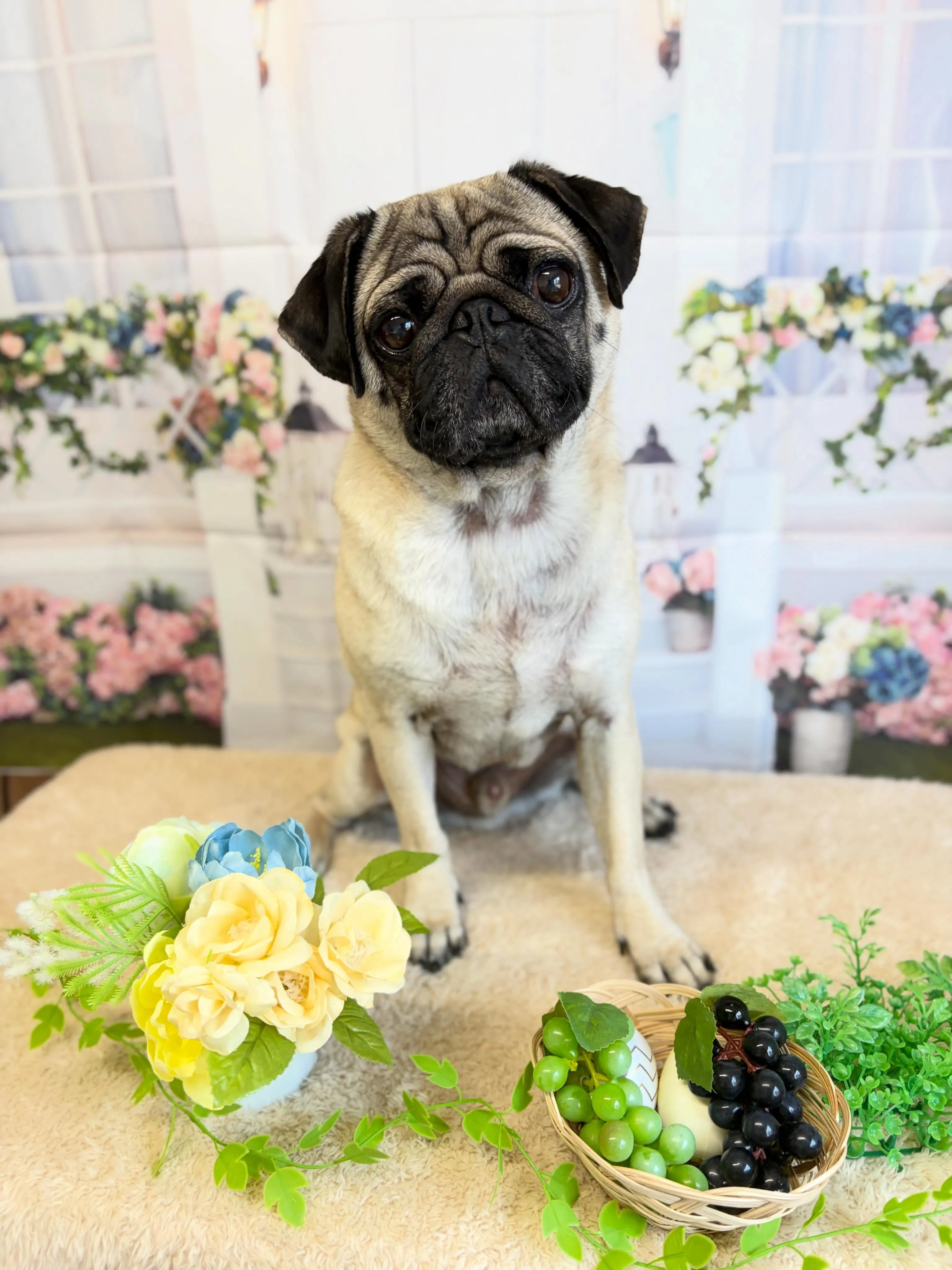 🍃5/16のトリミング🍃パグ🐶｜名東区・千種区・守山区の動物...