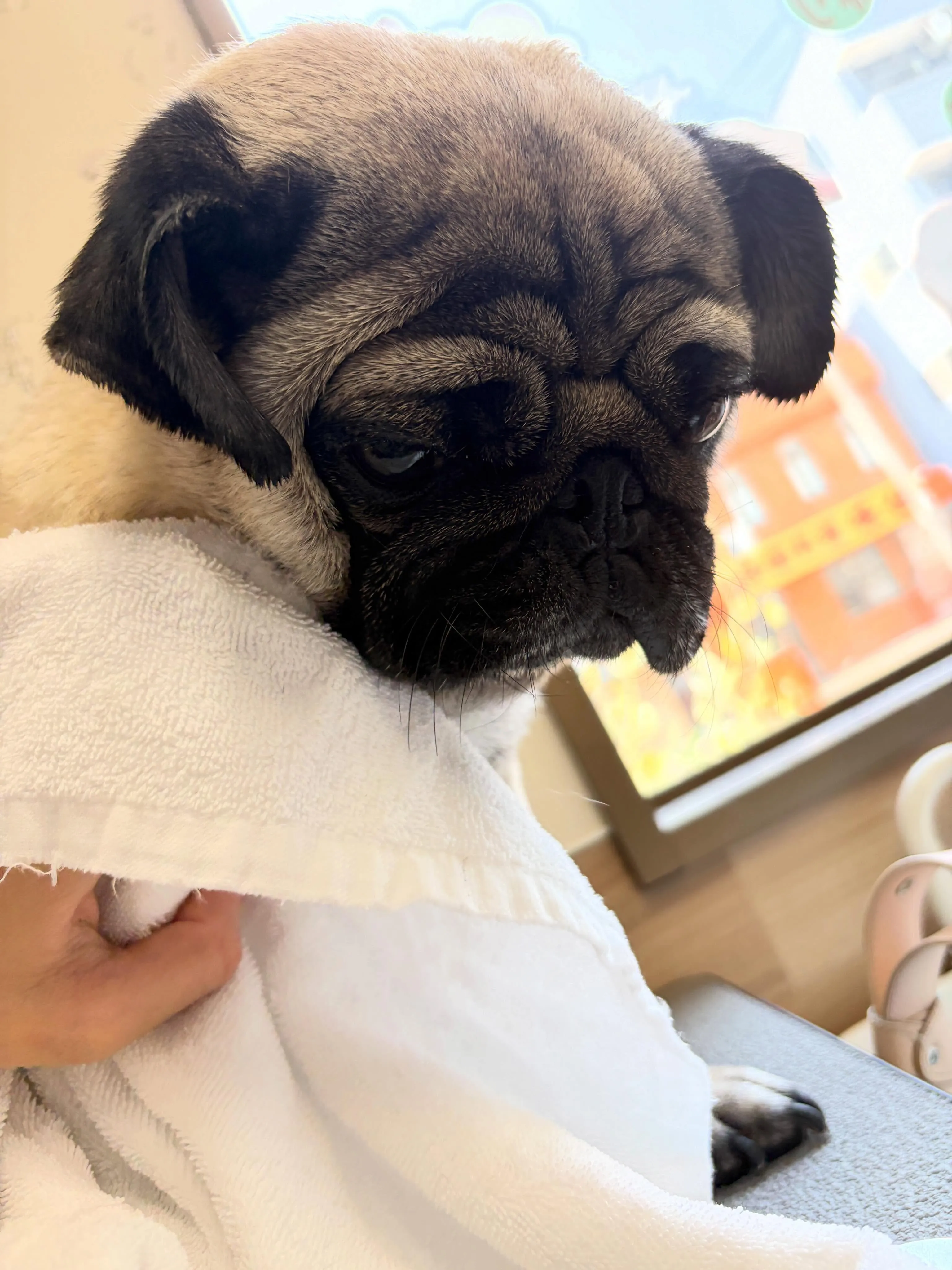 🍃5/16のトリミング🍃パグ🐶｜名東区・千種区・守山区の動物...