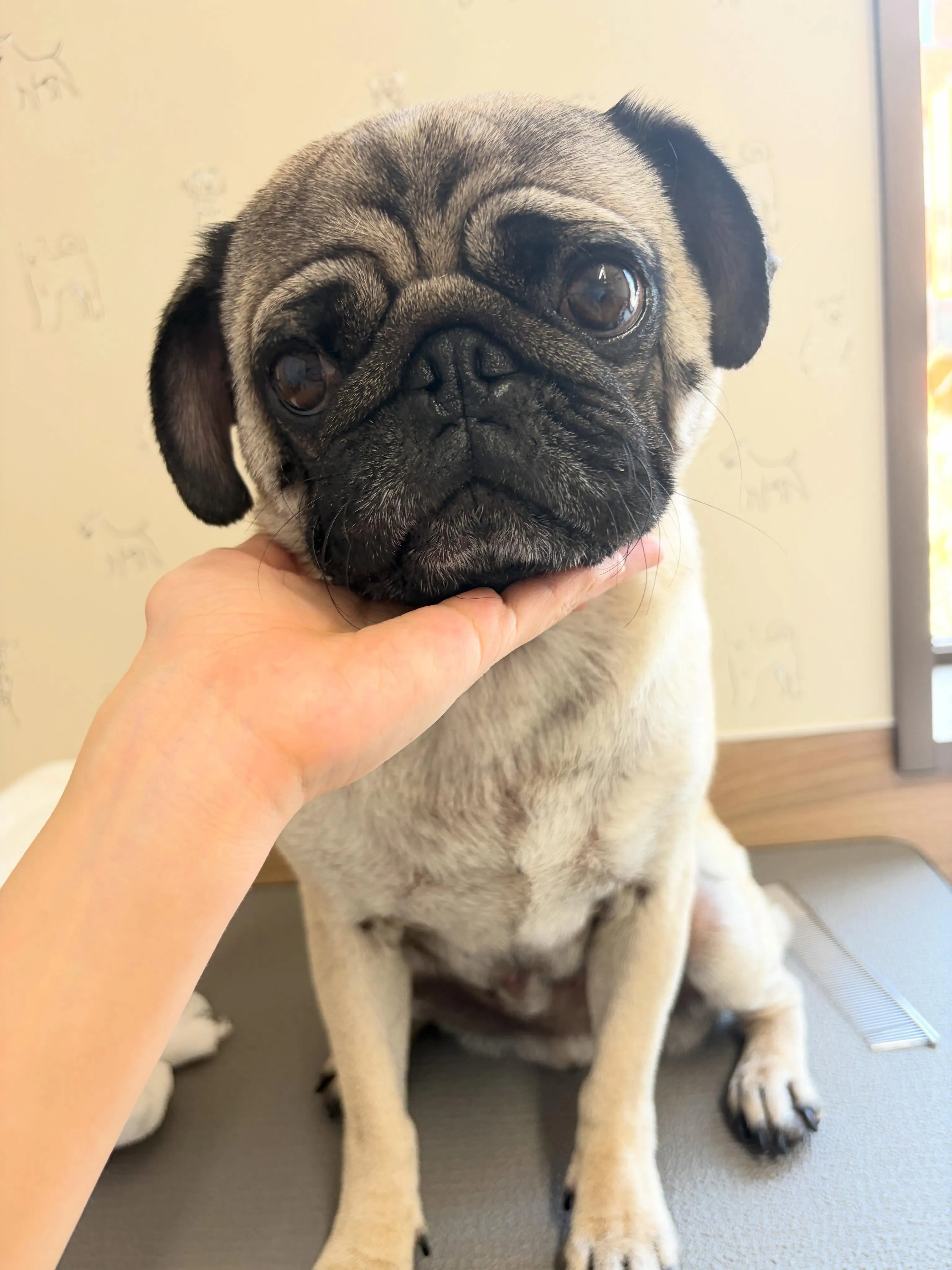 🍃5/16のトリミング🍃パグ🐶｜名東区・千種区・守山区の動物...