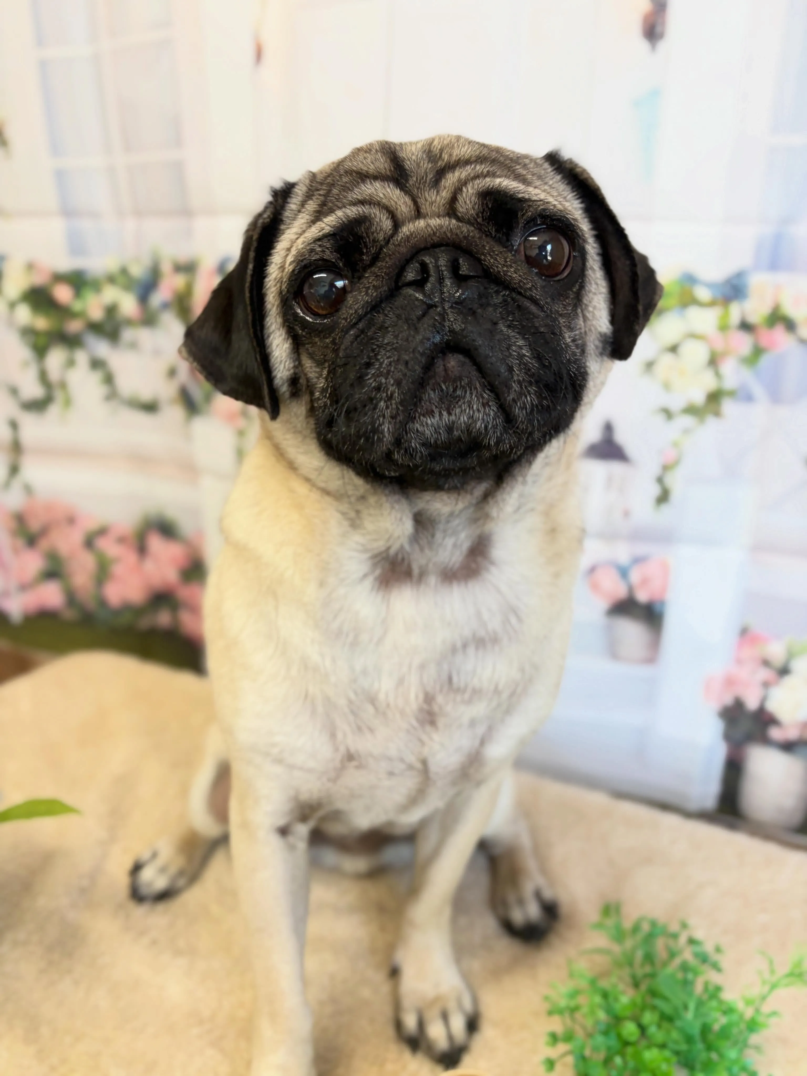 🍃5/16のトリミング🍃パグ🐶｜名東区・千種区・守山区の動物...