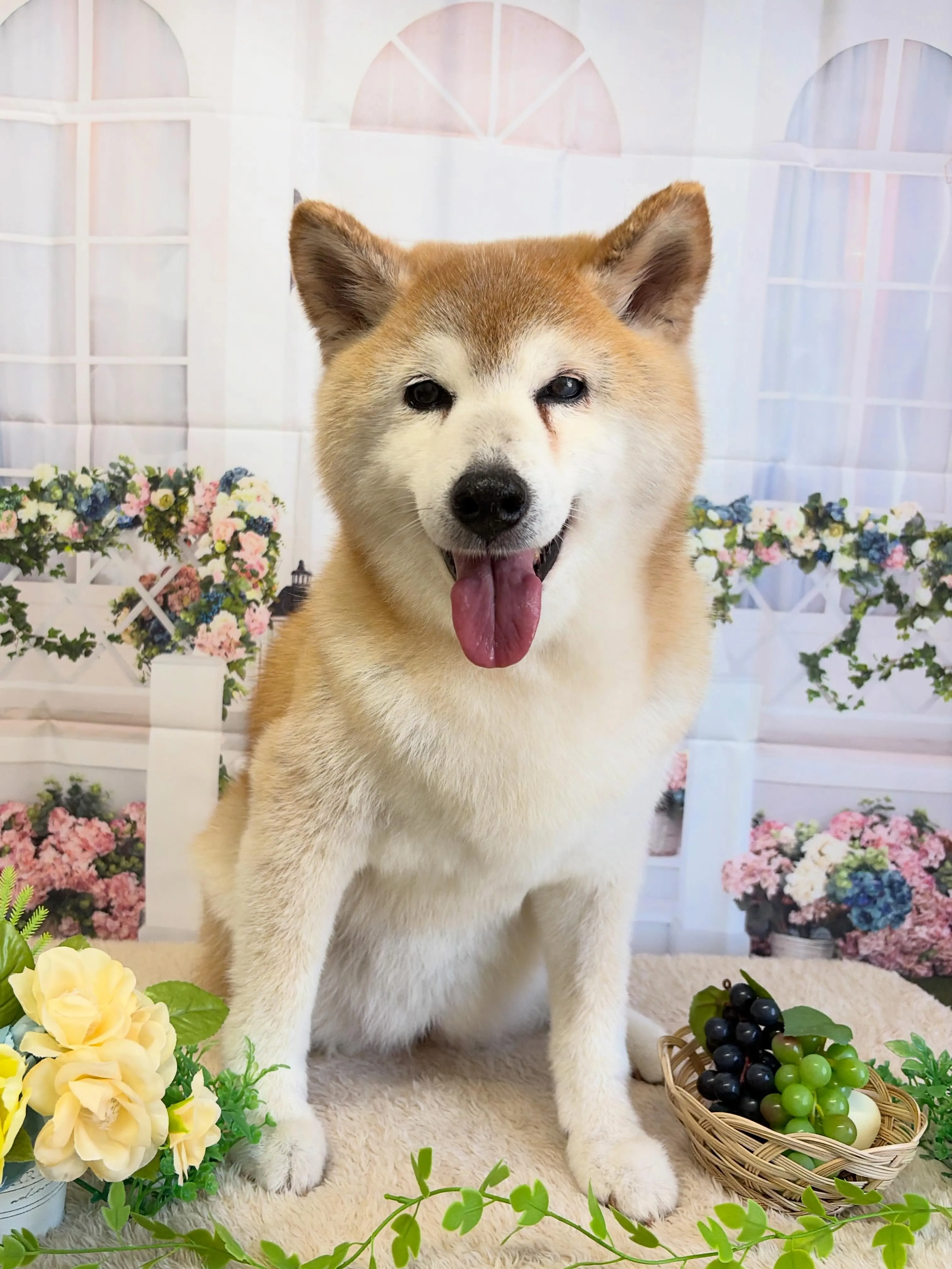 🍃5/17のトリミング🍃柴犬🐶|名東区・千種区・守山区の動物...
