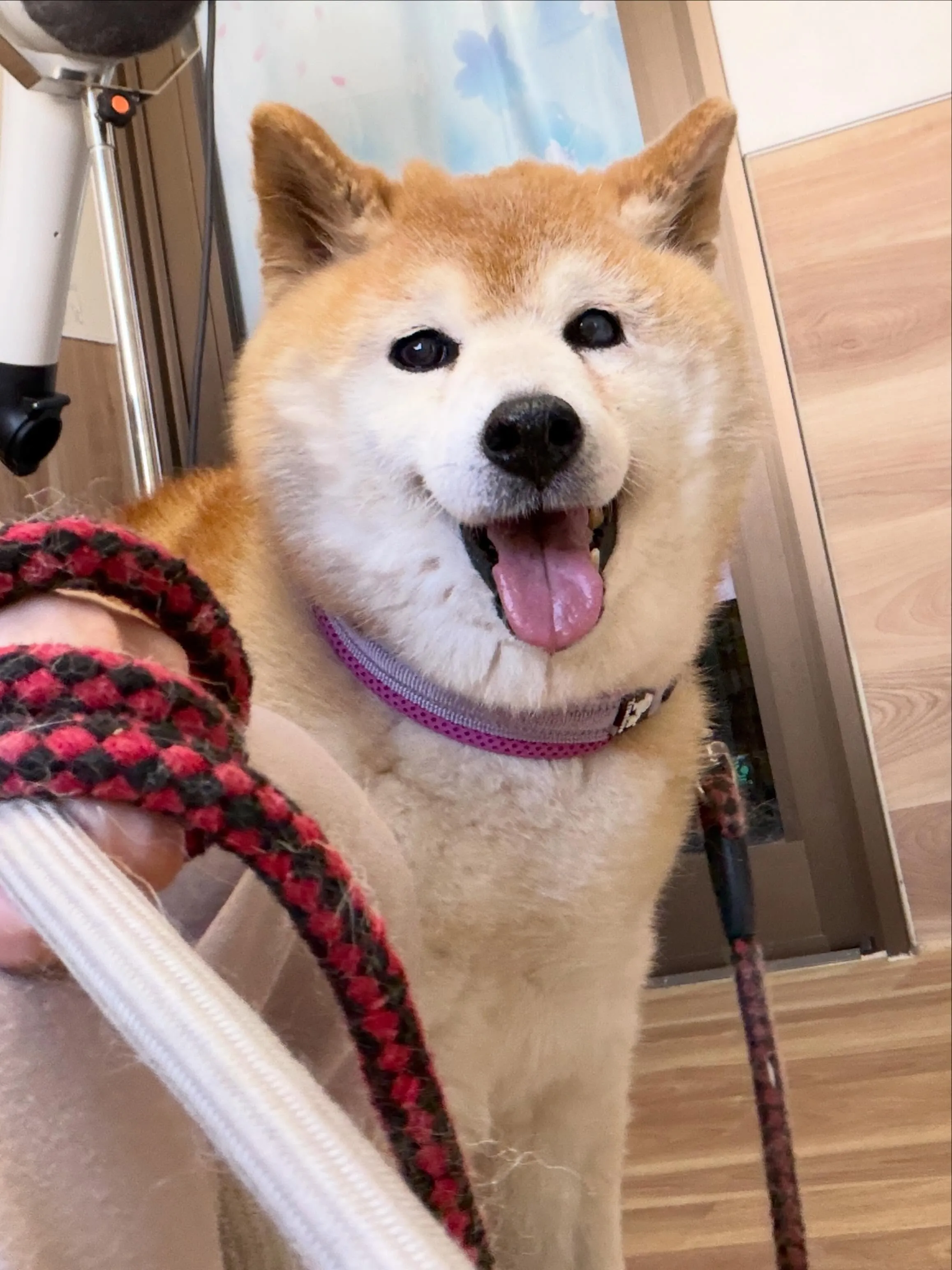 🍃5/17のトリミング🍃柴犬🐶|名東区・千種区・守山区の動物...