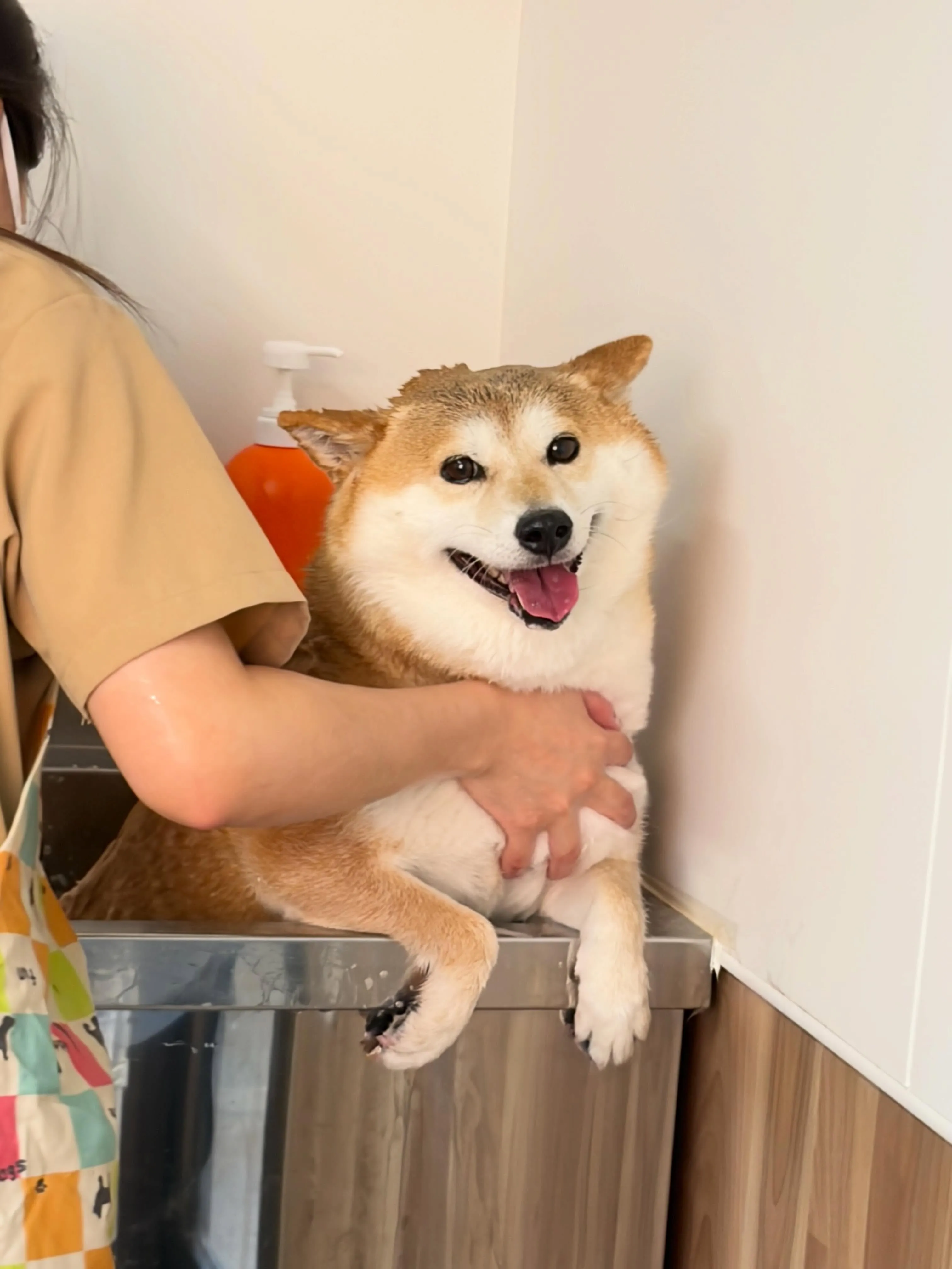 🍃5/17のトリミング🍃柴犬🐶|名東区・千種区・守山区の動物...