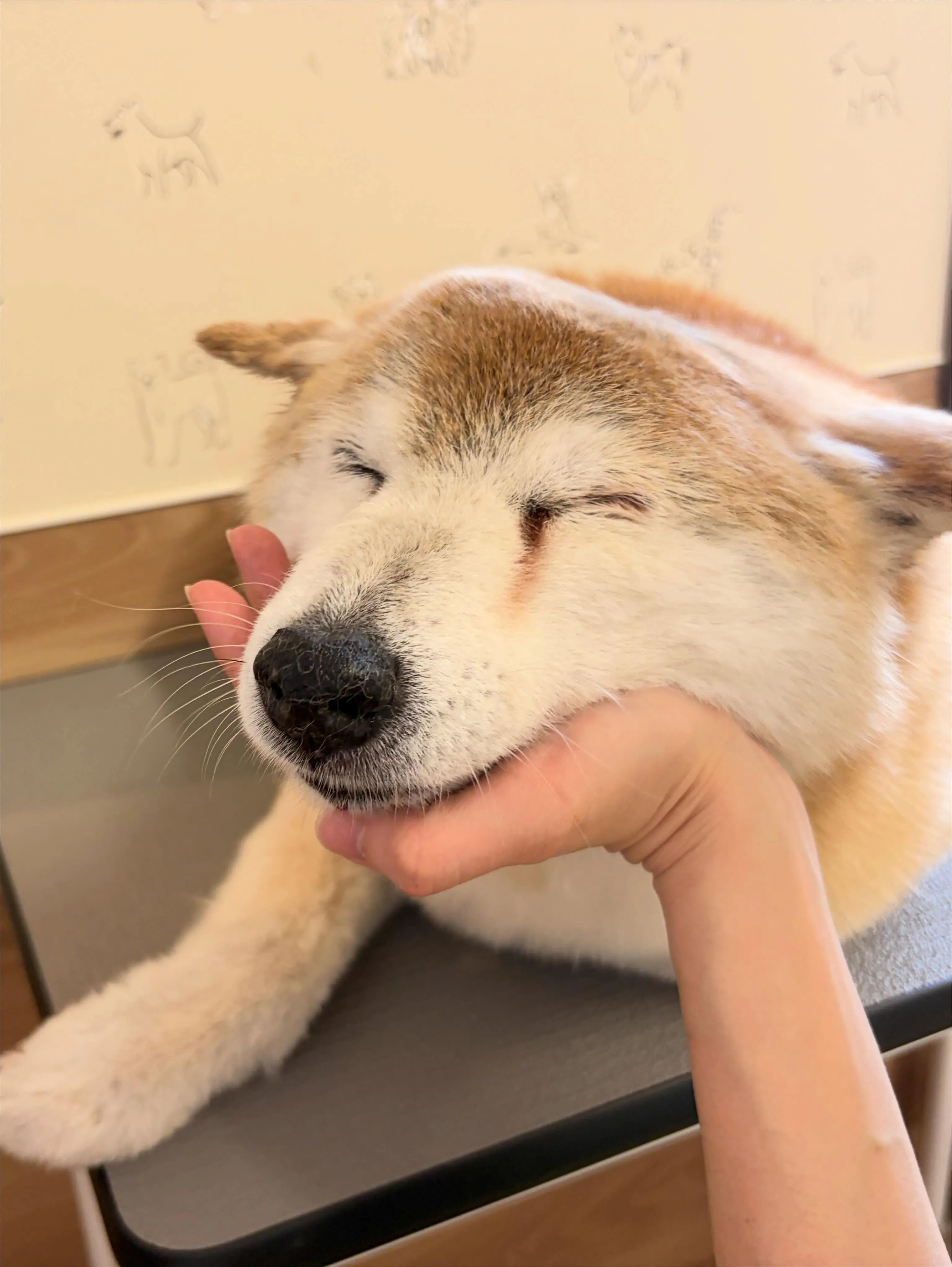🍃5/17のトリミング🍃柴犬🐶|名東区・千種区・守山区の動物...