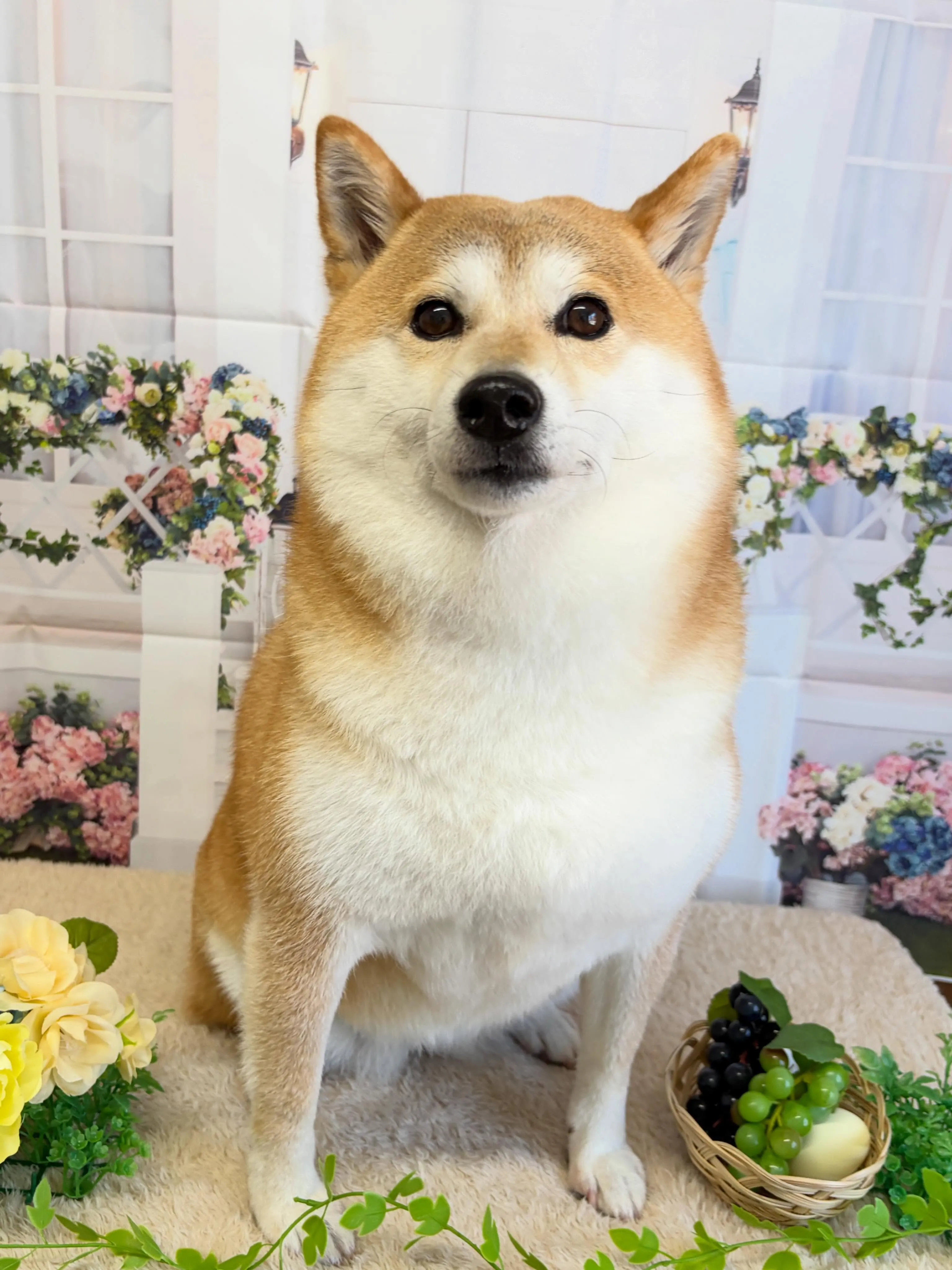 🍃5/17のトリミング🍃柴犬🐶|名東区・千種区・守山区の動物...
