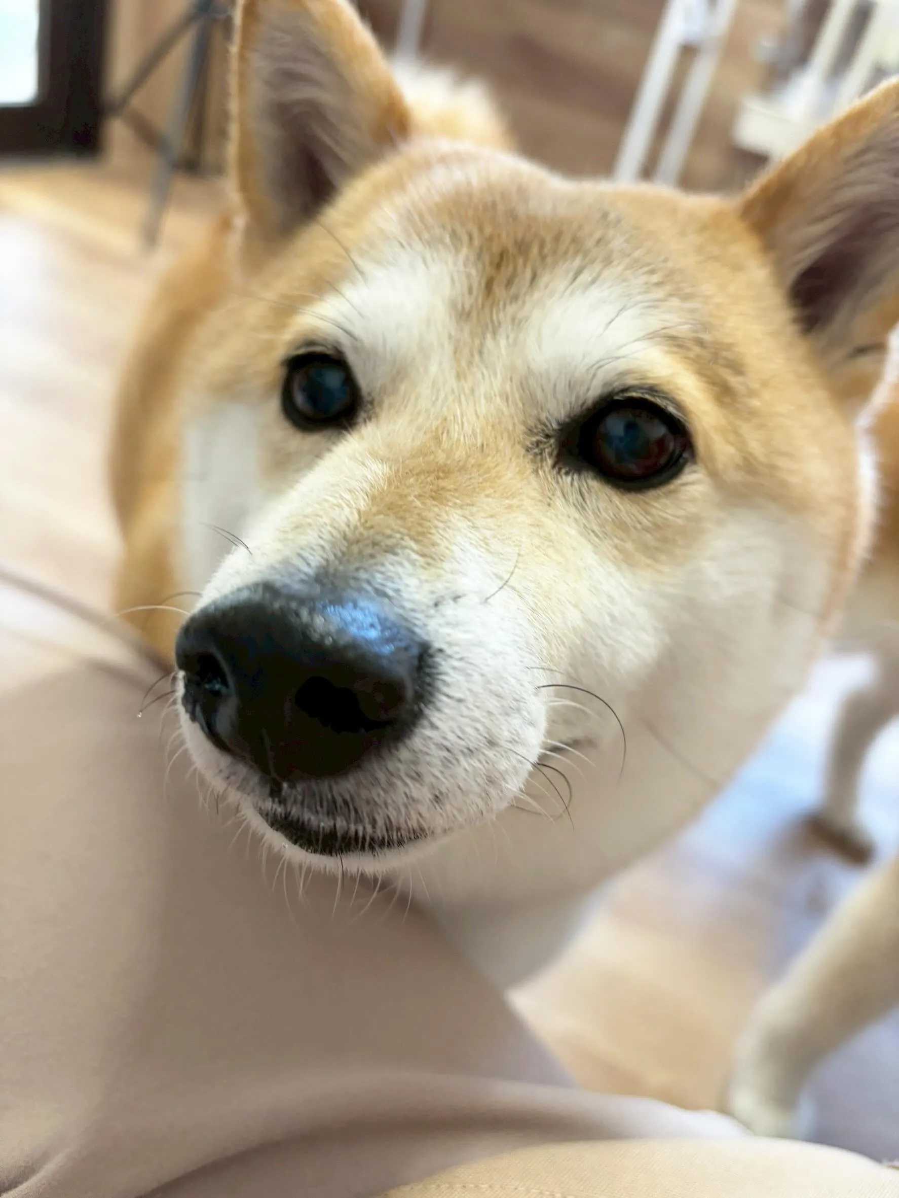 🍃5/17のトリミング🍃柴犬🐶|名東区・千種区・守山区の動物...