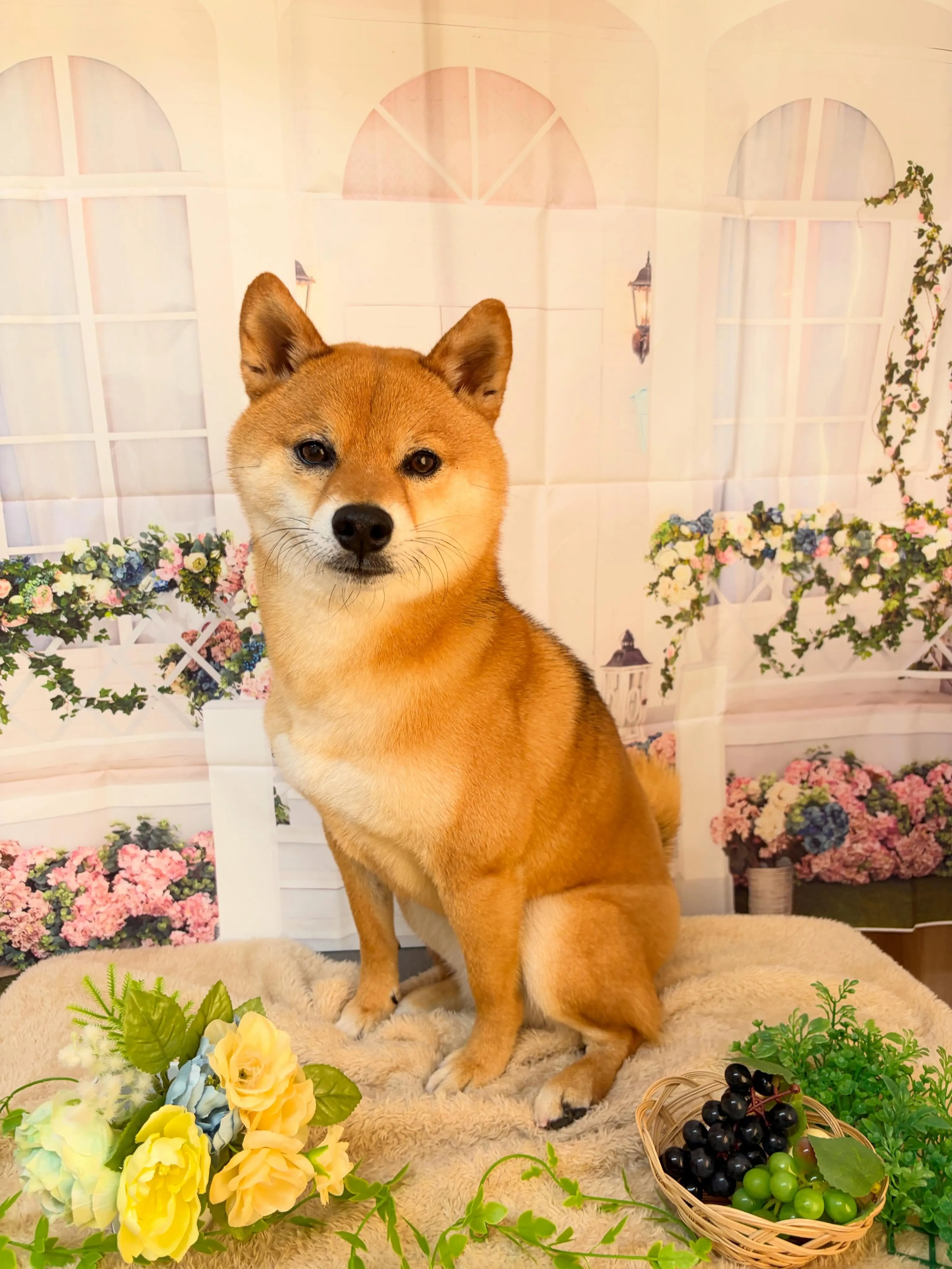 🍃5/17のトリミング🍃柴犬🐶｜名東区・千種区・守山区の動物...