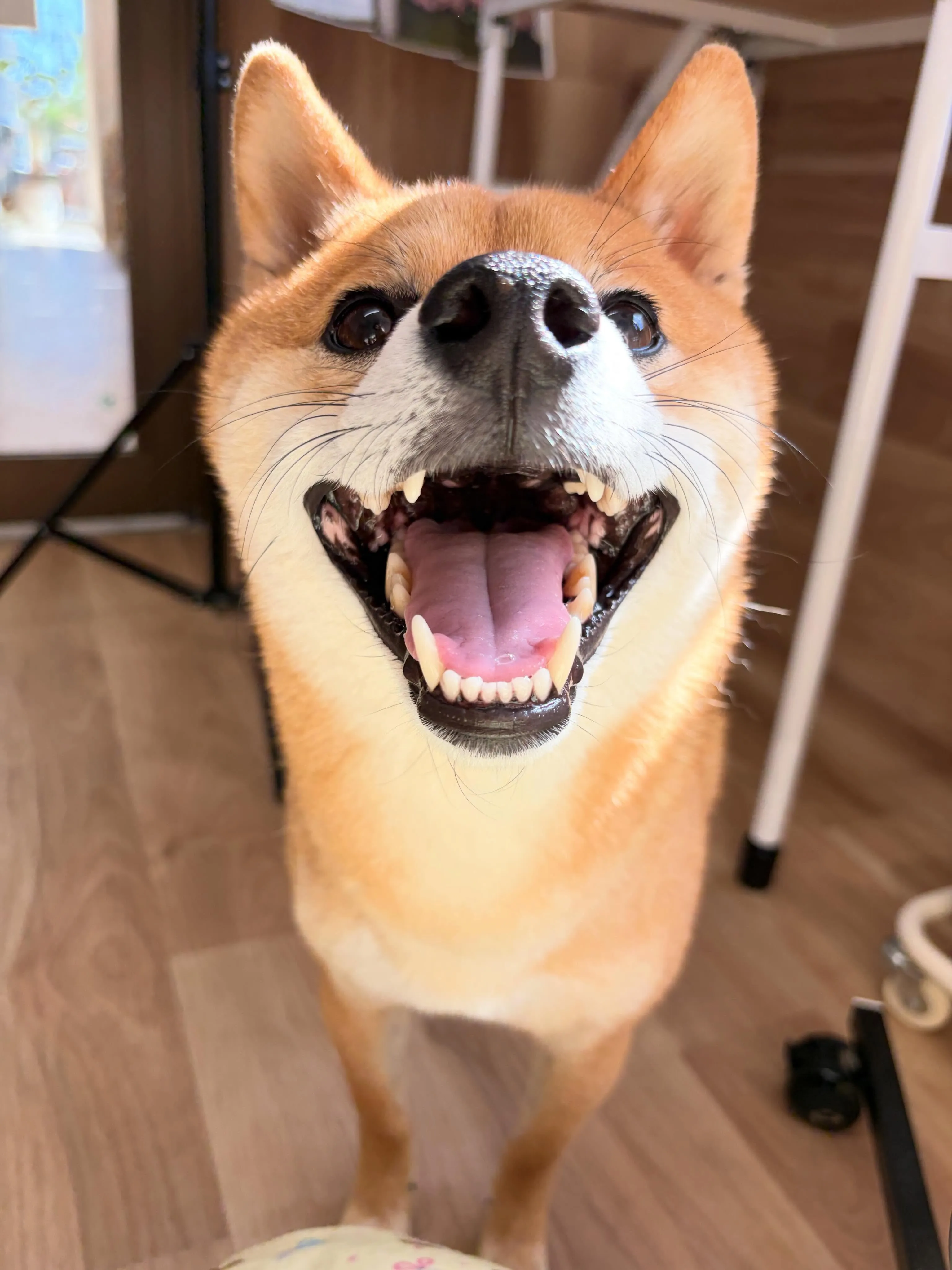 🍃5/17のトリミング🍃柴犬🐶｜名東区・千種区・守山区の動物...
