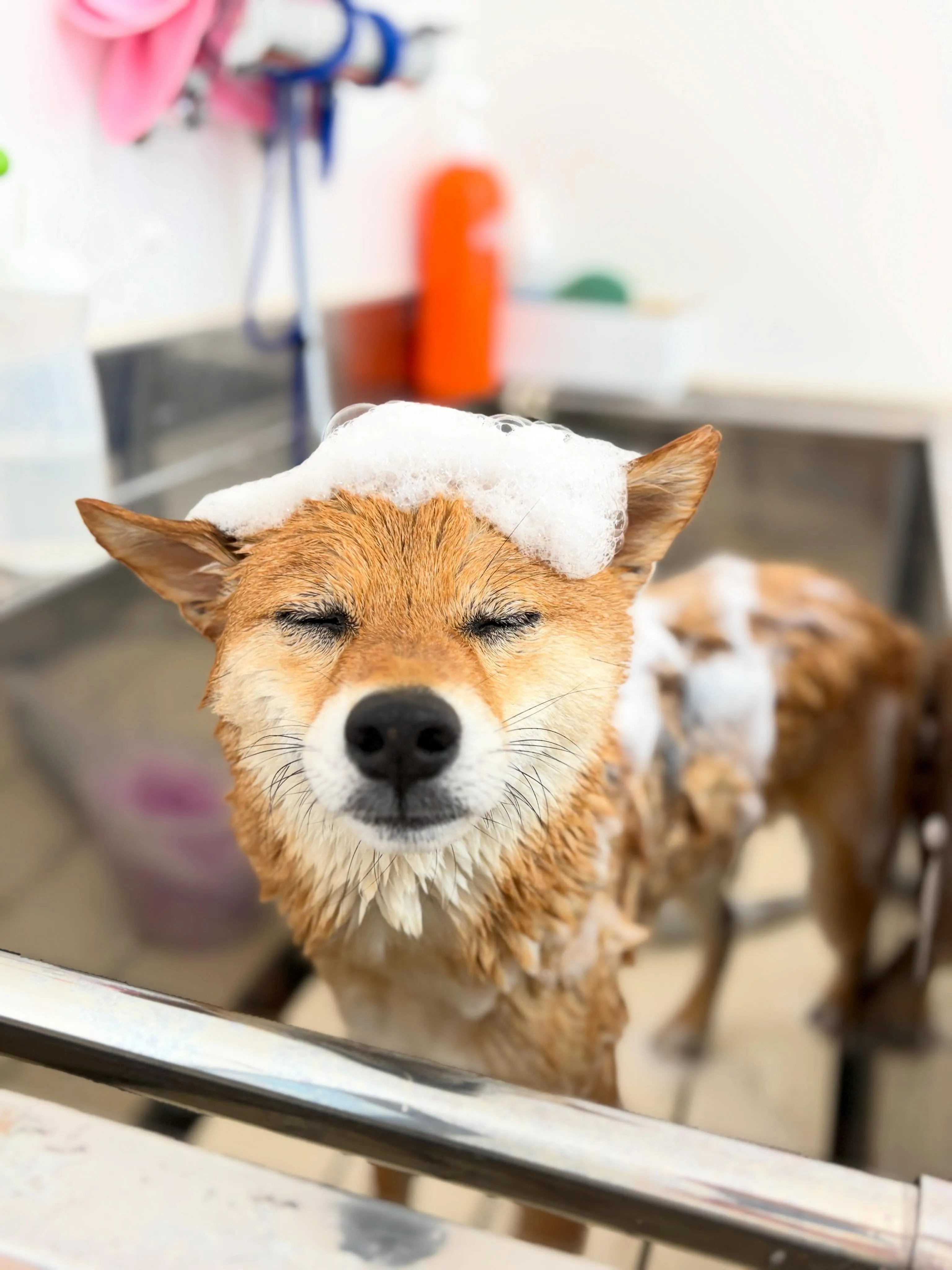 🍃5/17のトリミング🍃柴犬🐶｜名東区・千種区・守山区の動物...