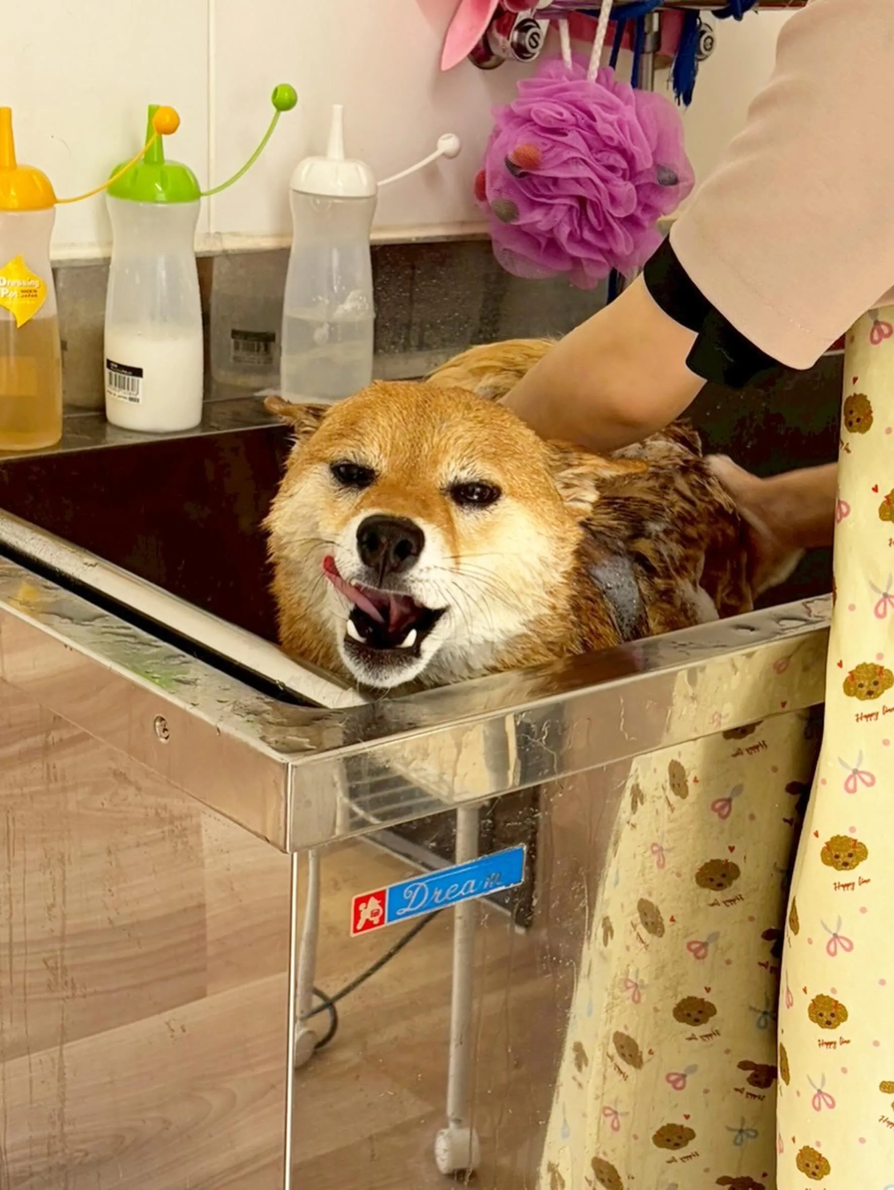 🍃5/17のトリミング🍃柴犬🐶｜名東区・千種区・守山区の動物...