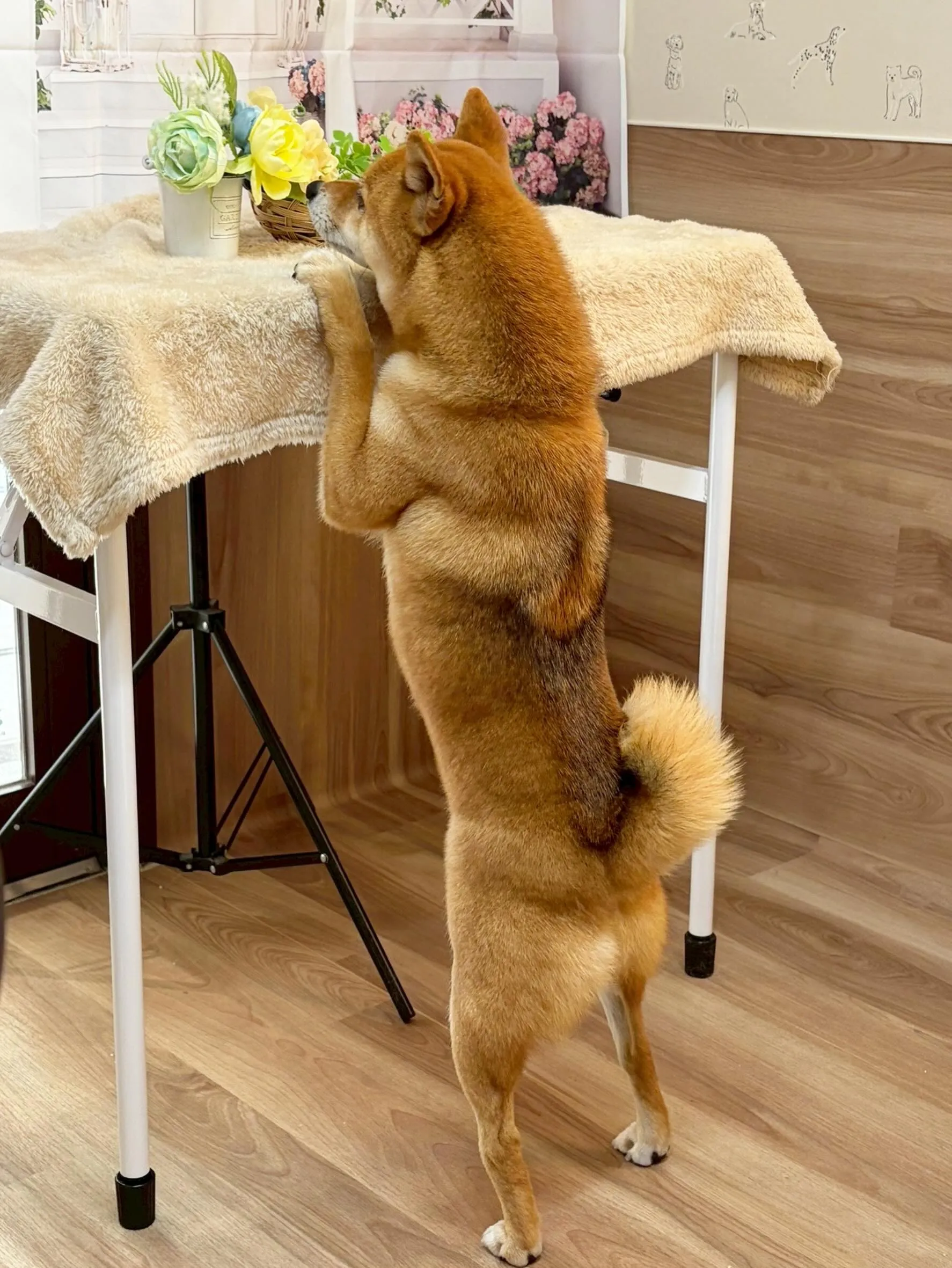 🍃5/17のトリミング🍃柴犬🐶｜名東区・千種区・守山区の動物...