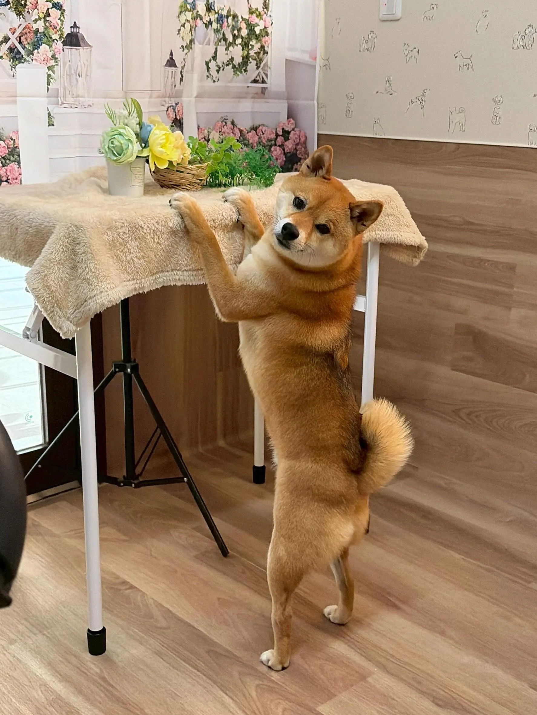 🍃5/17のトリミング🍃柴犬🐶｜名東区・千種区・守山区の動物...