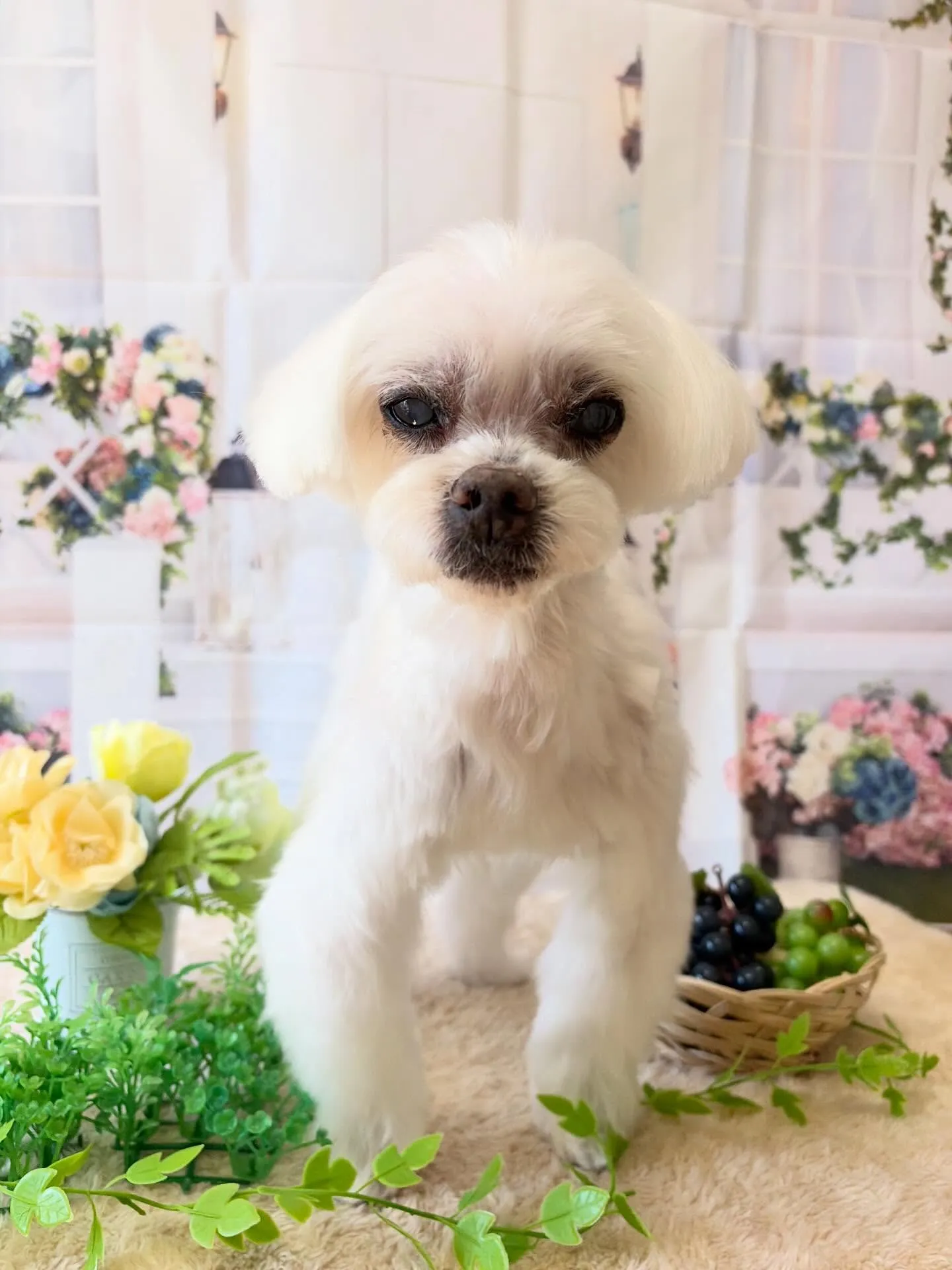 🍃5/17のトリミング🍃マルチーズ🐶｜名東区・千種区・守山区...