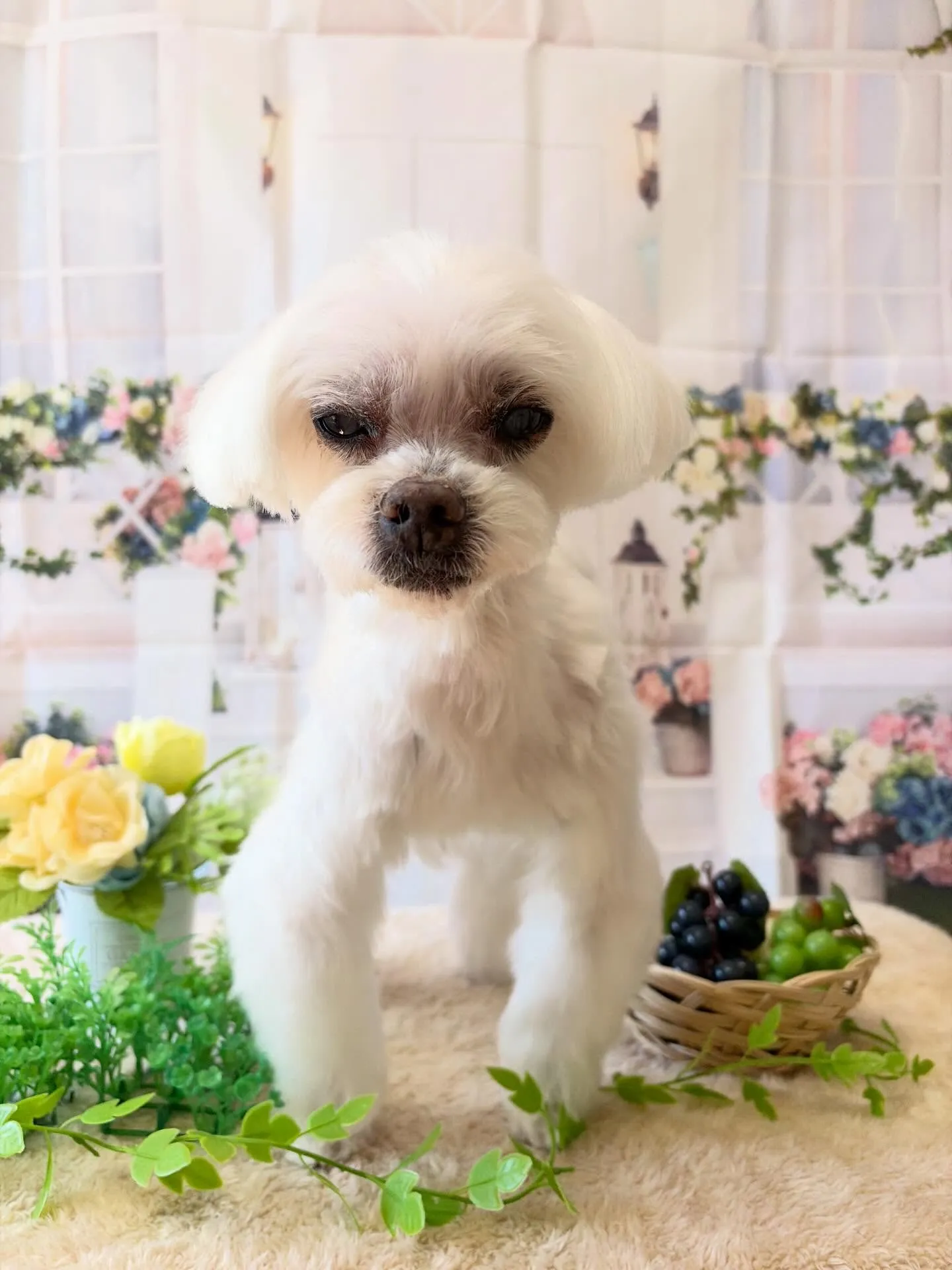 🍃5/17のトリミング🍃マルチーズ🐶｜名東区・千種区・守山区...