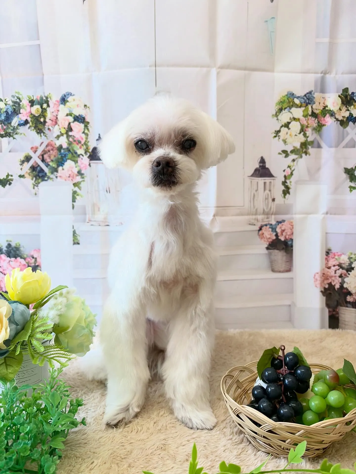 🍃5/17のトリミング🍃マルチーズ🐶｜名東区・千種区・守山区...