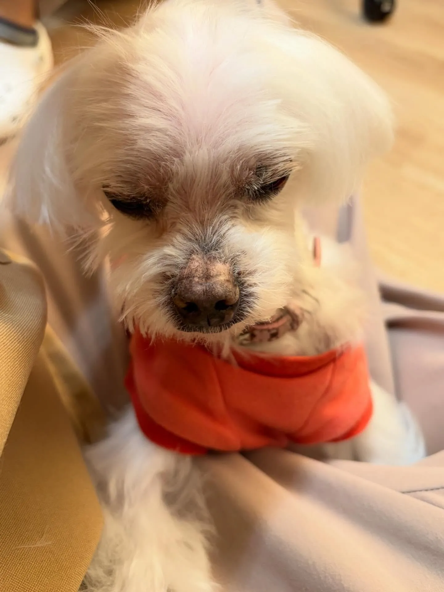 🍃5/17のトリミング🍃マルチーズ🐶｜名東区・千種区・守山区...