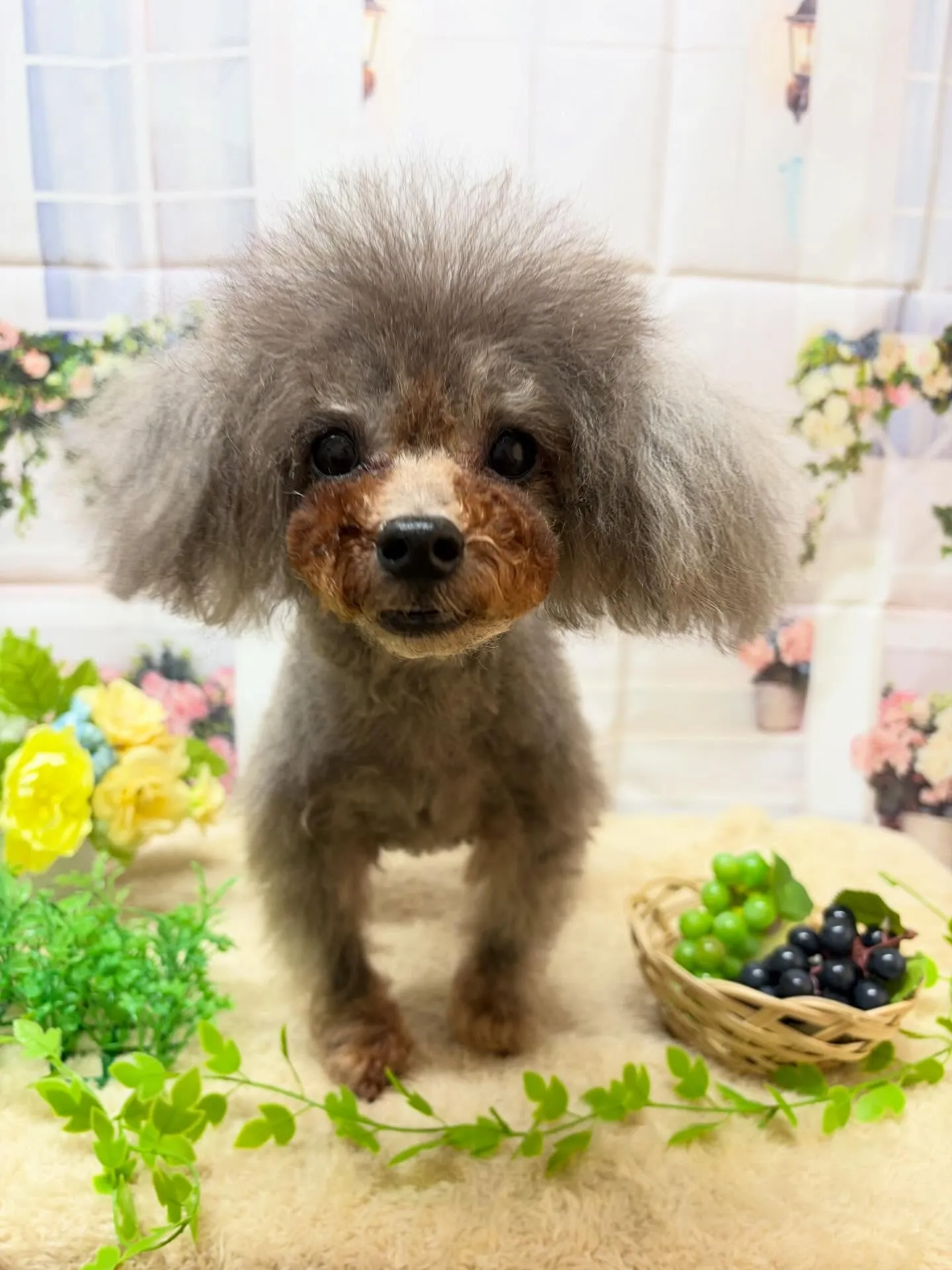 🍃5/17のトリミング🍃プードル🐶｜名東区・千種区・守山区の...