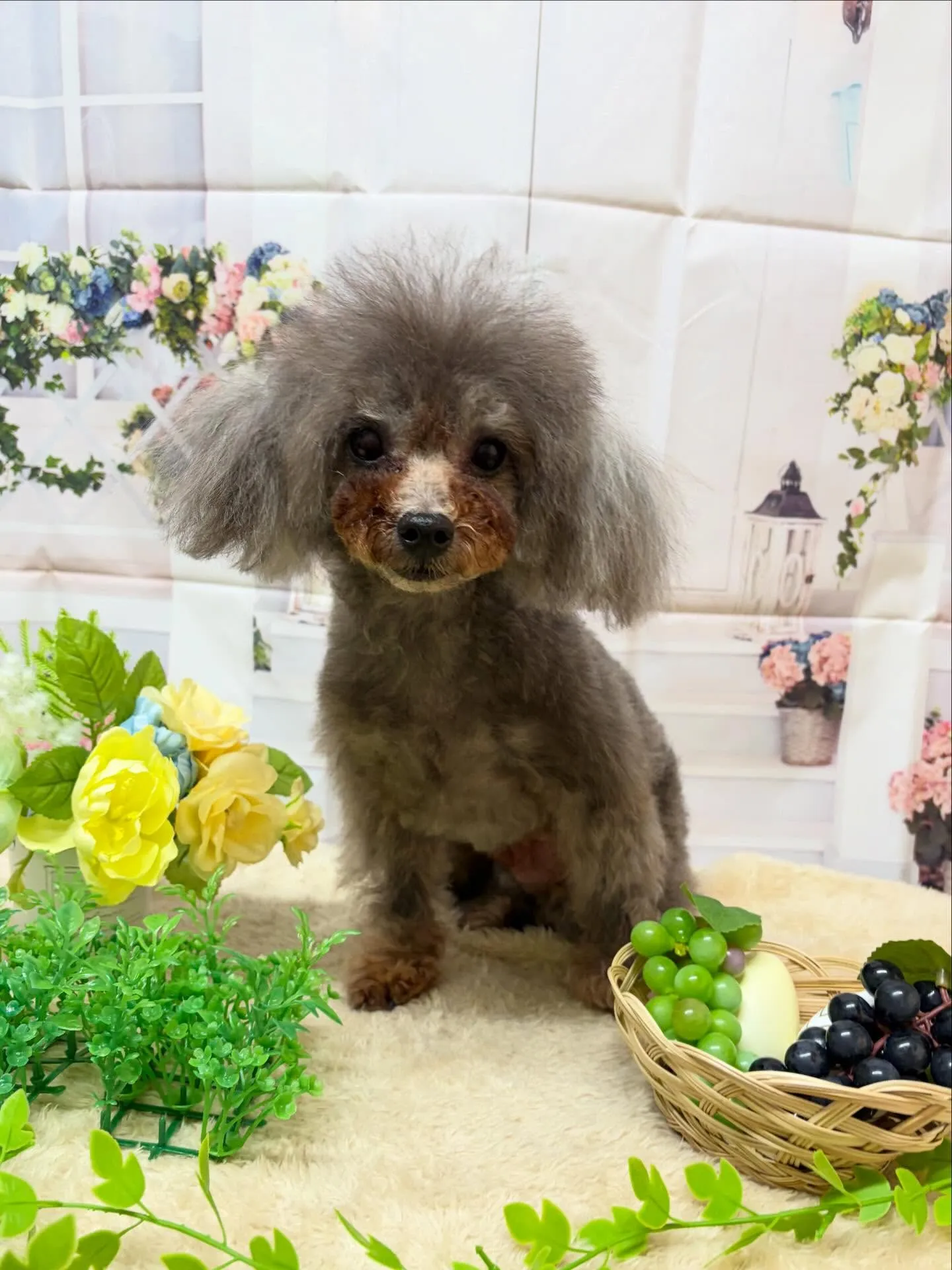 🍃5/17のトリミング🍃プードル🐶|名東区・千種区・守山区の...