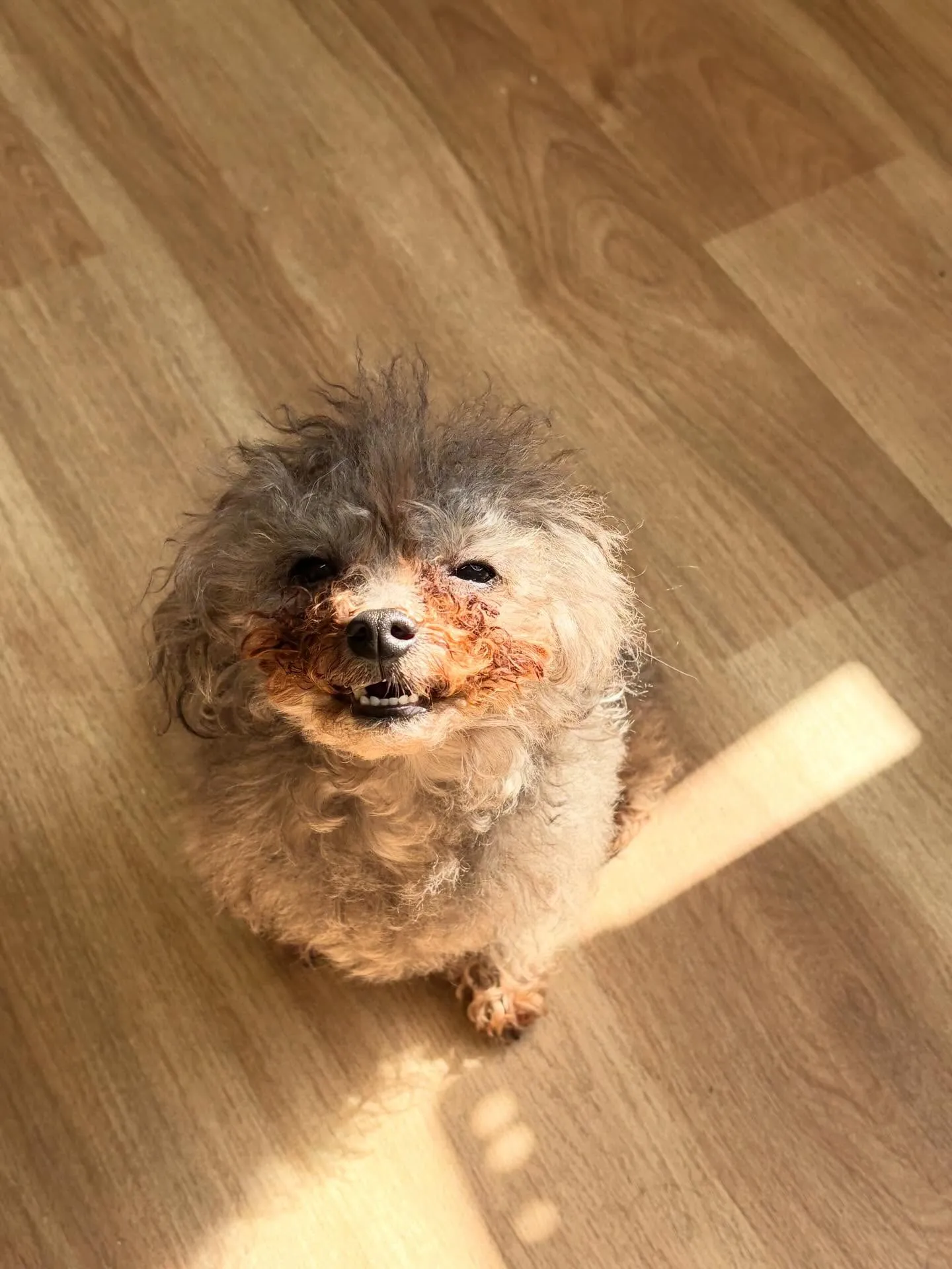 🍃5/17のトリミング🍃プードル🐶|名東区・千種区・守山区の...