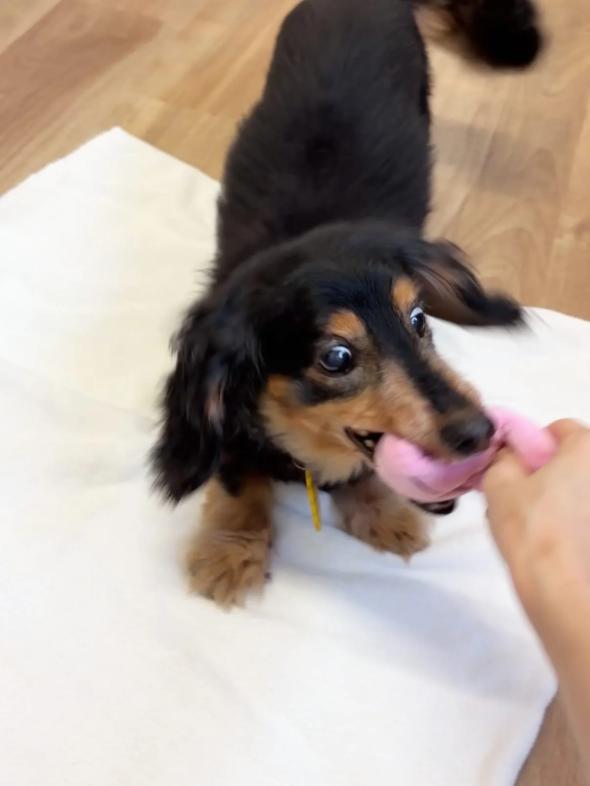 🍃5/18のトリミング🍃ダックス🐶｜名東区・千種区・守山区の...