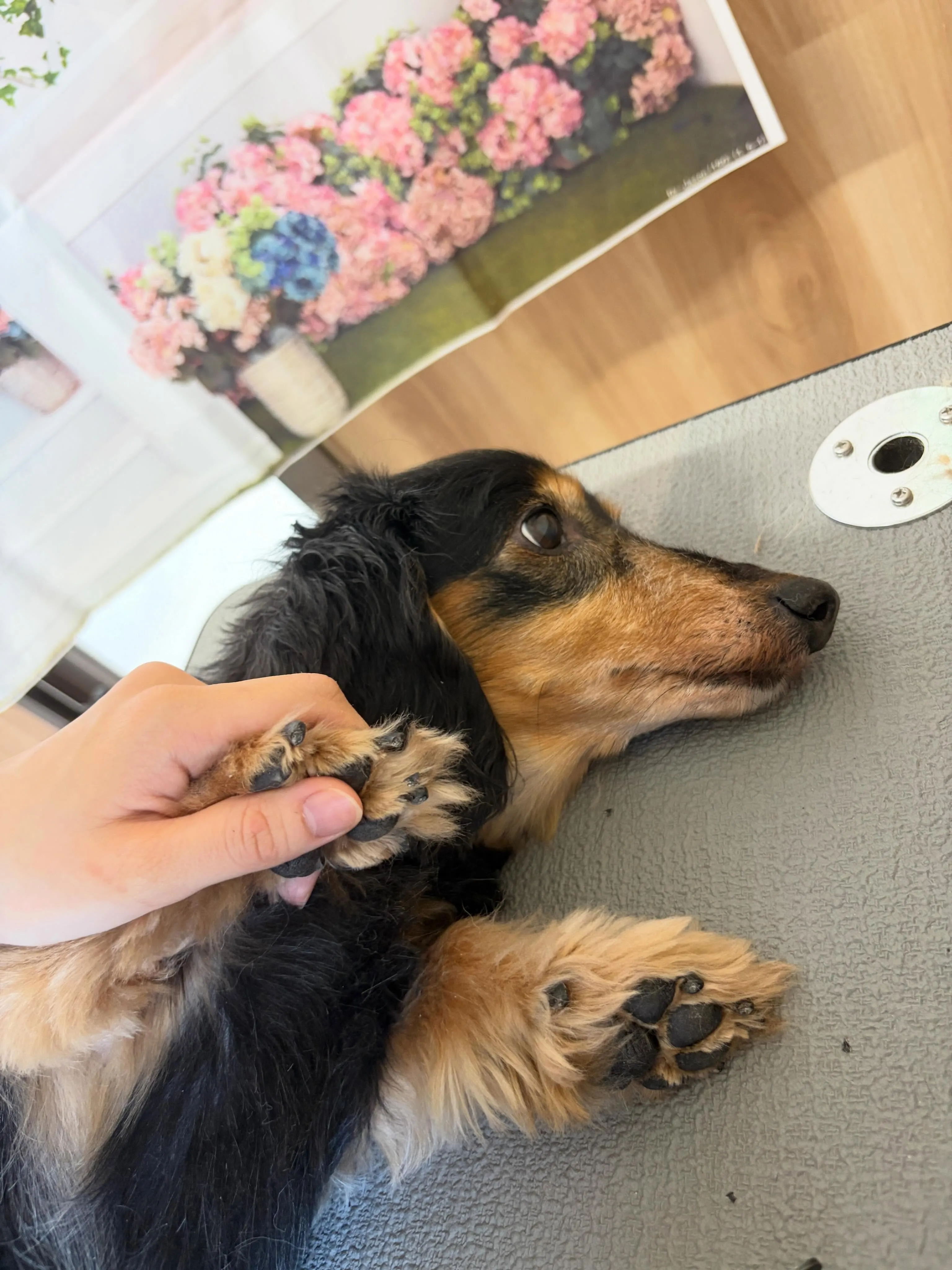 🍃5/18のトリミング🍃ダックス🐶｜名東区・千種区・守山区の...
