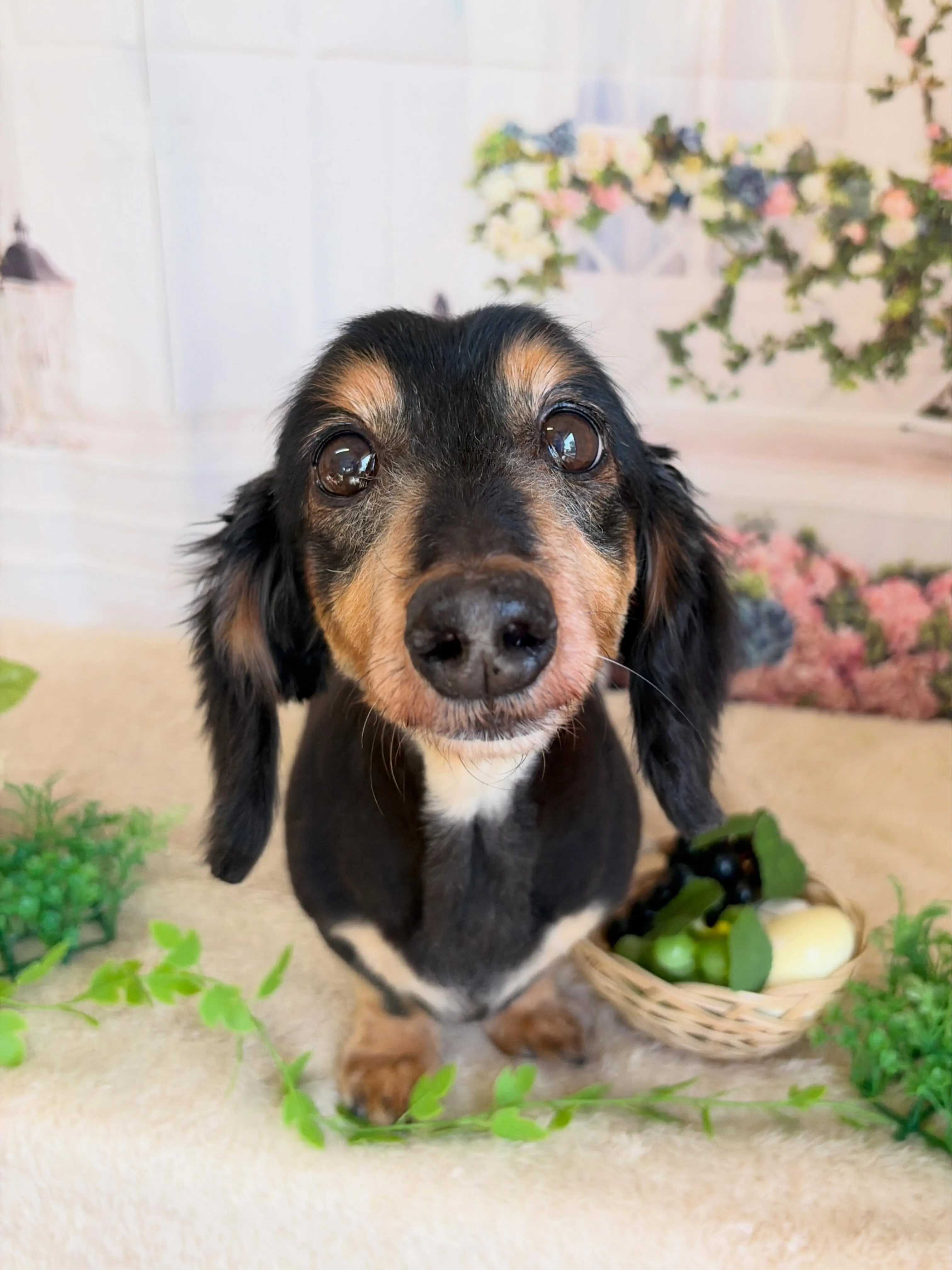 🍃5/18のトリミング🍃ダックス🐶｜名東区・千種区・守山区の...