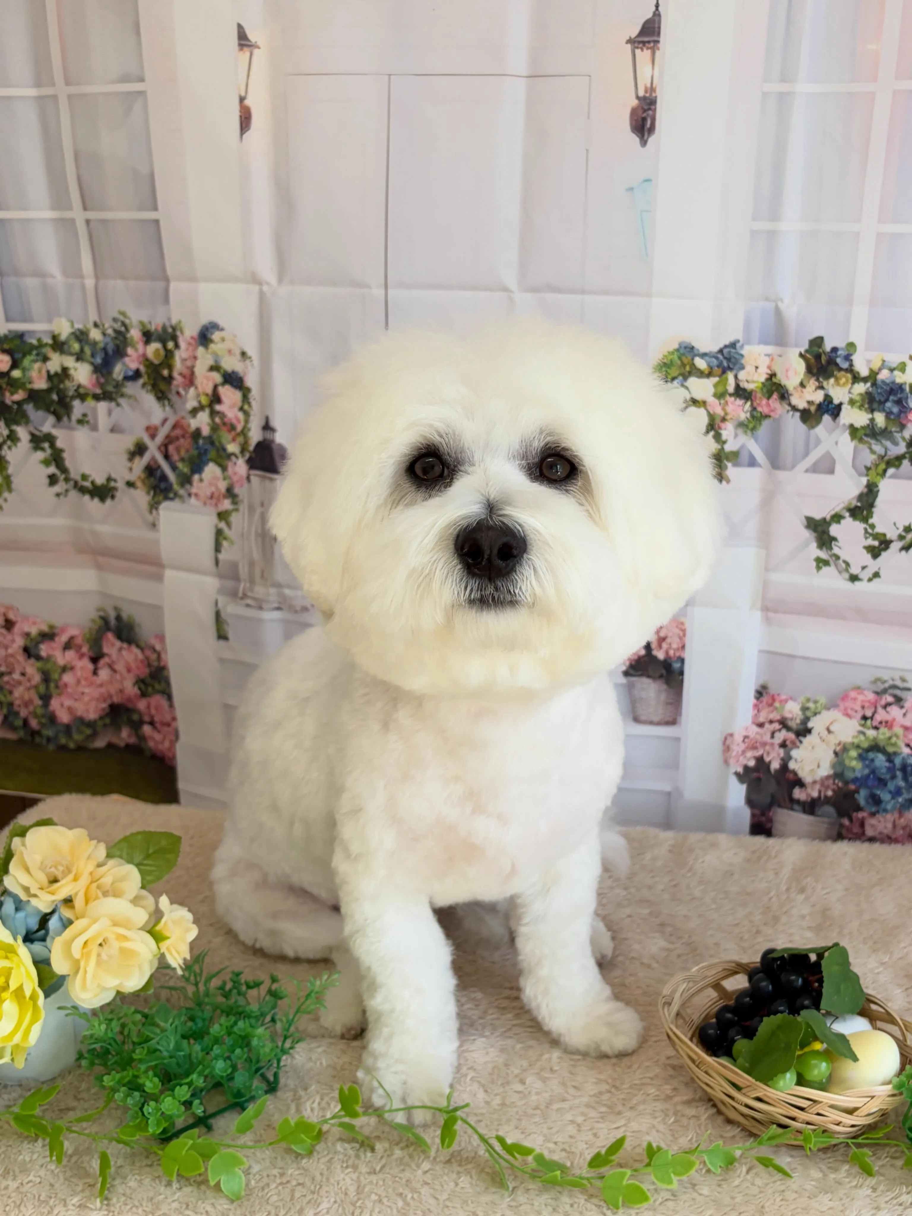 🍃5/18のトリミング🍃ミックス犬🐶|名東区・千種区・守山区...