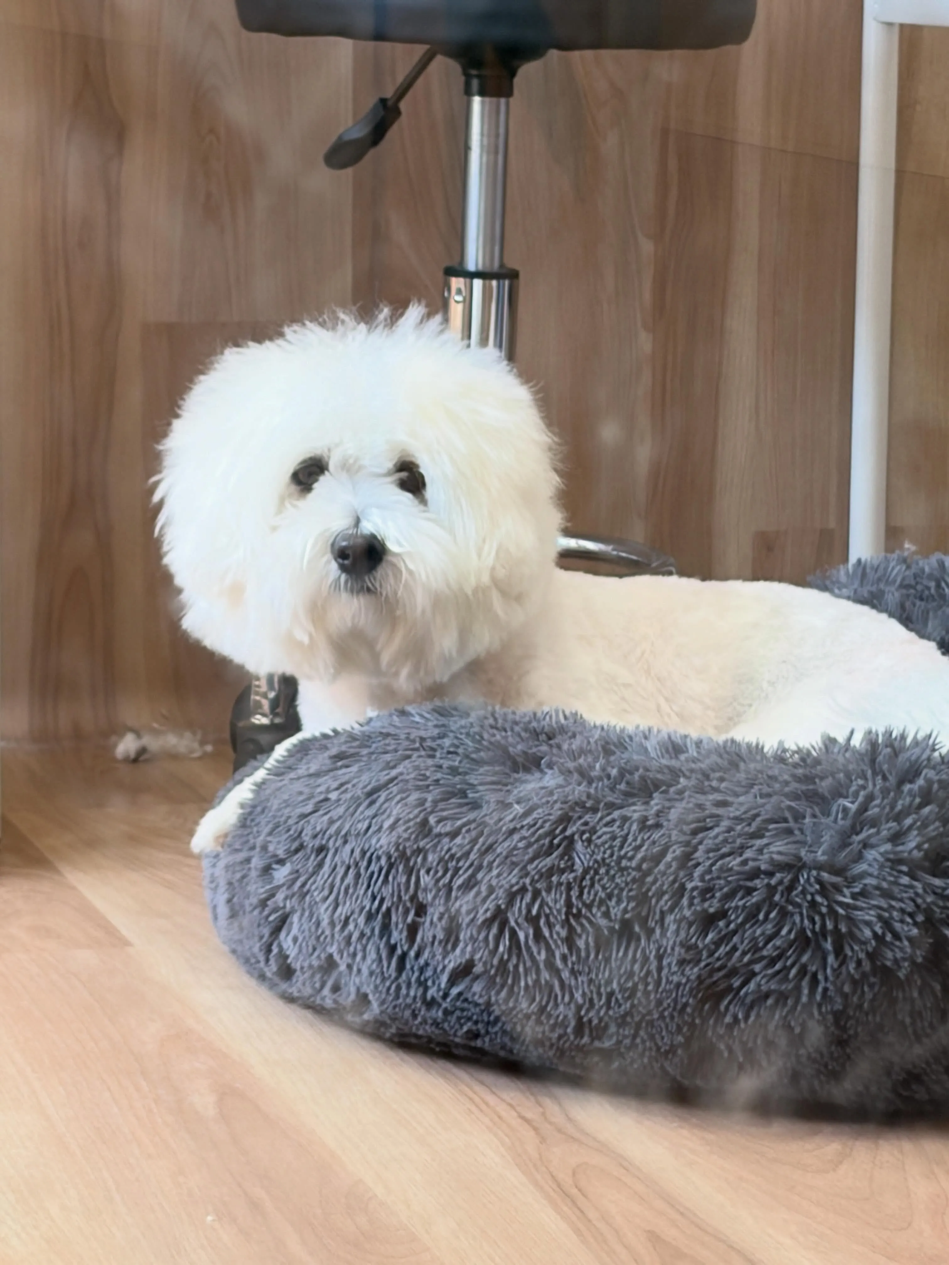 🍃5/18のトリミング🍃ミックス犬🐶｜名東区・千種区・守山区...