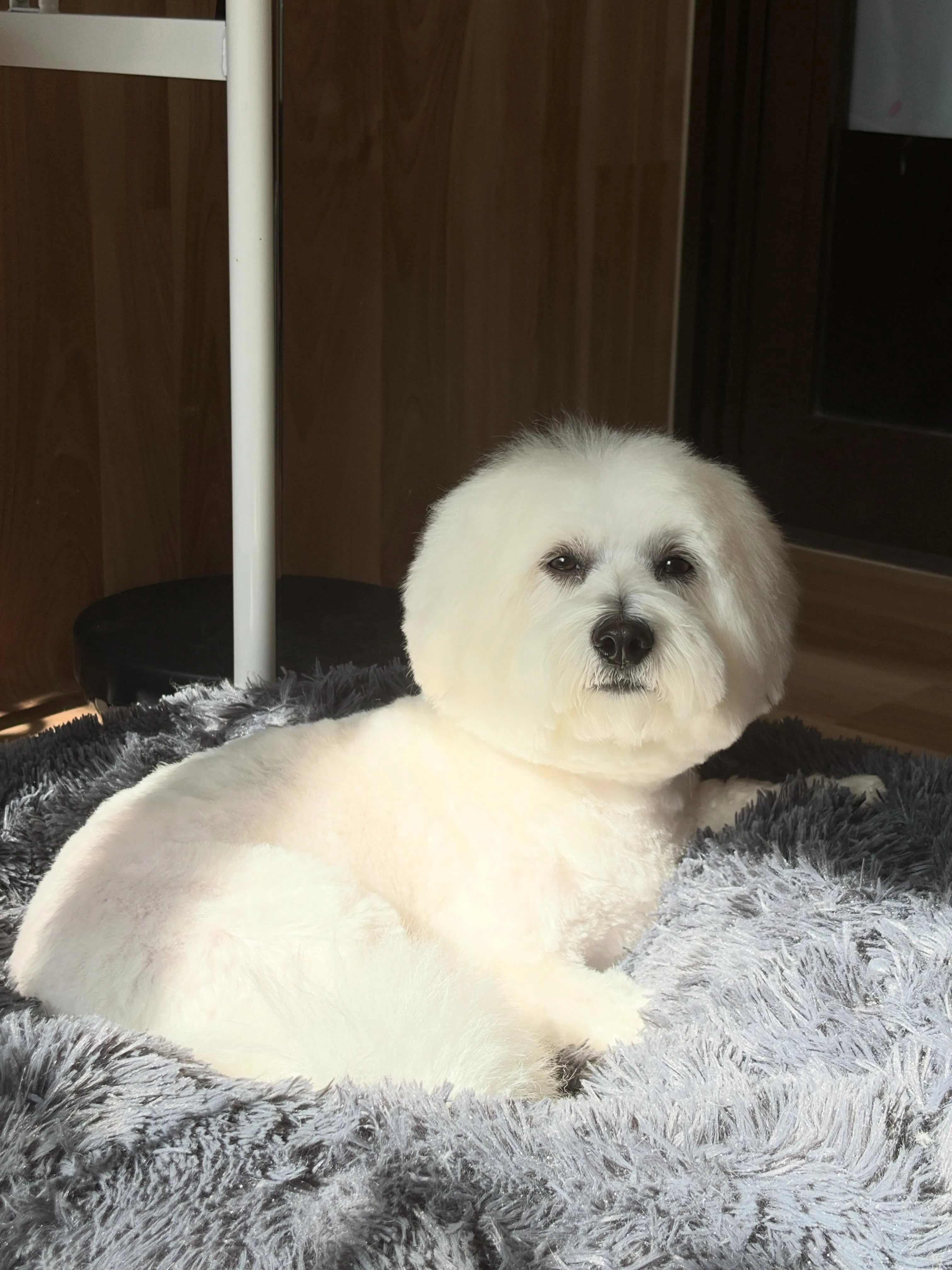 🍃5/18のトリミング🍃ミックス犬🐶｜名東区・千種区・守山区...
