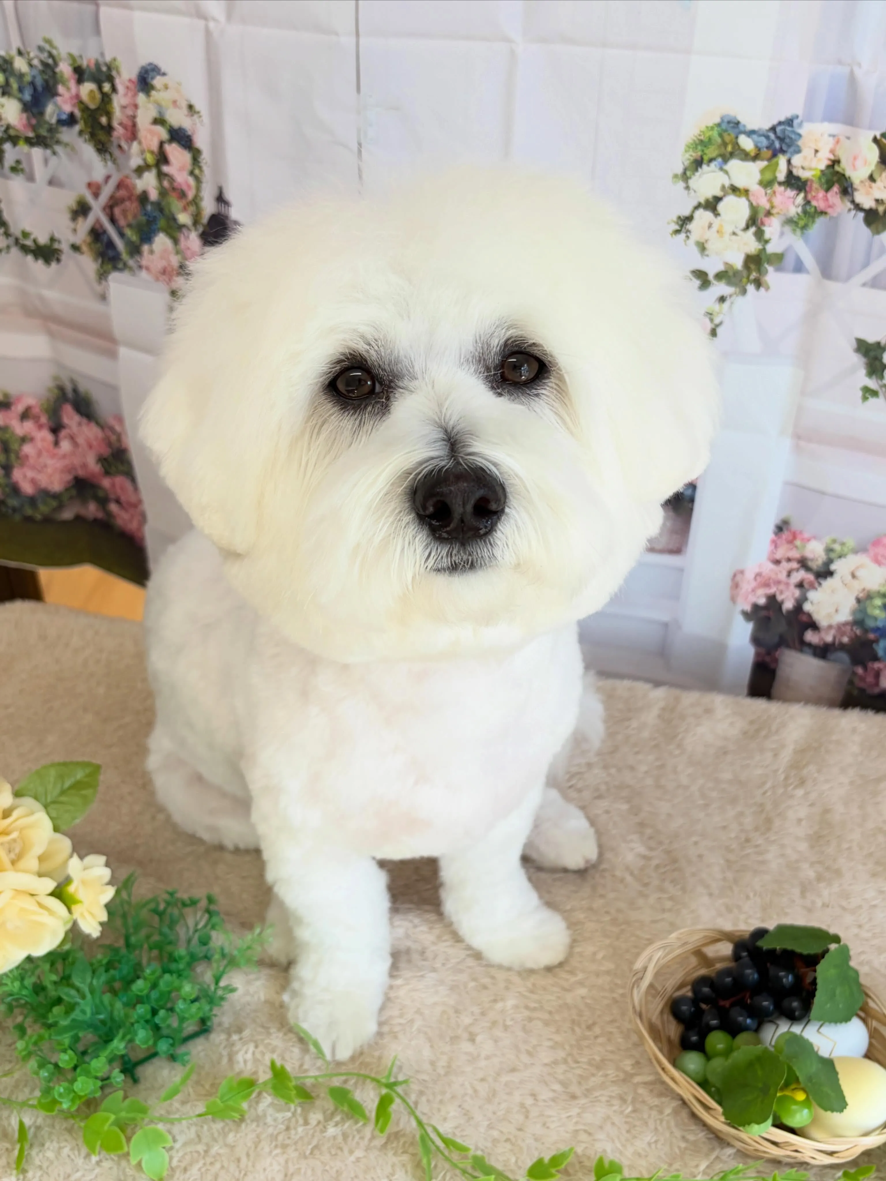 🍃5/18のトリミング🍃ミックス犬🐶｜名東区・千種区・守山区...
