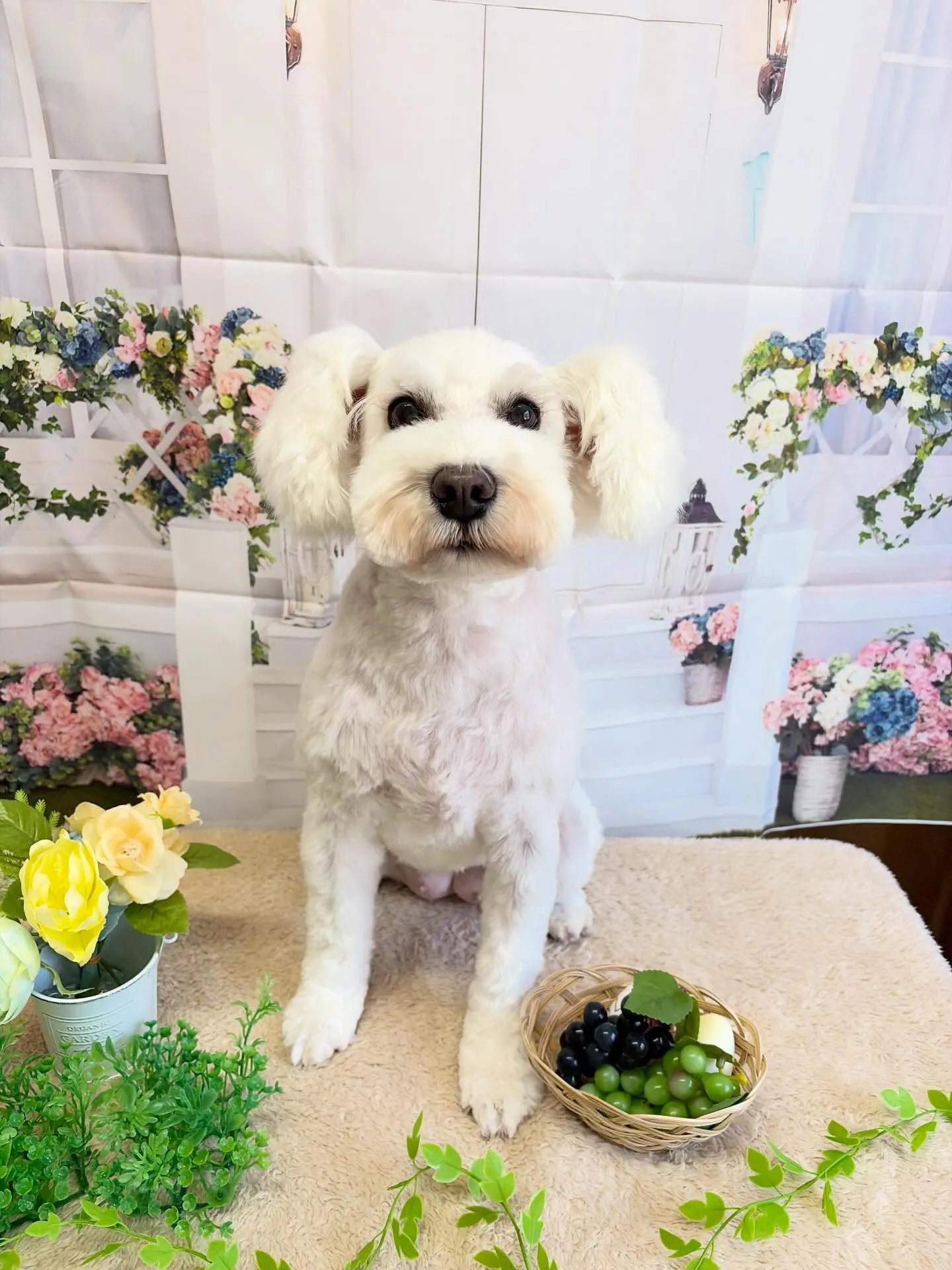 🍃5/19のトリミング🍃ミニチュアシュナウザー🐶|名東区・千...