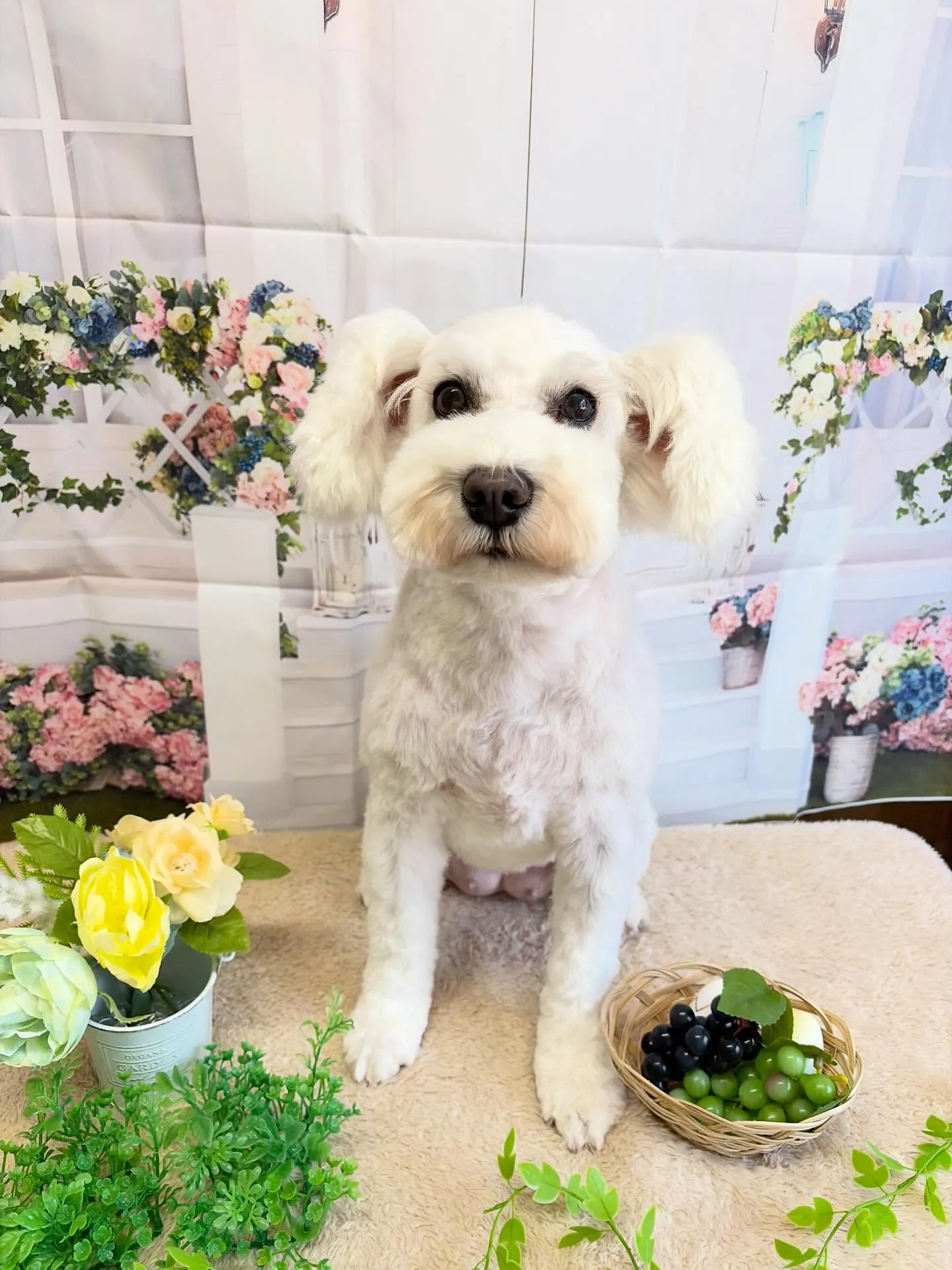 🍃5/19のトリミング🍃ミニチュアシュナウザー🐶｜名東区・千...