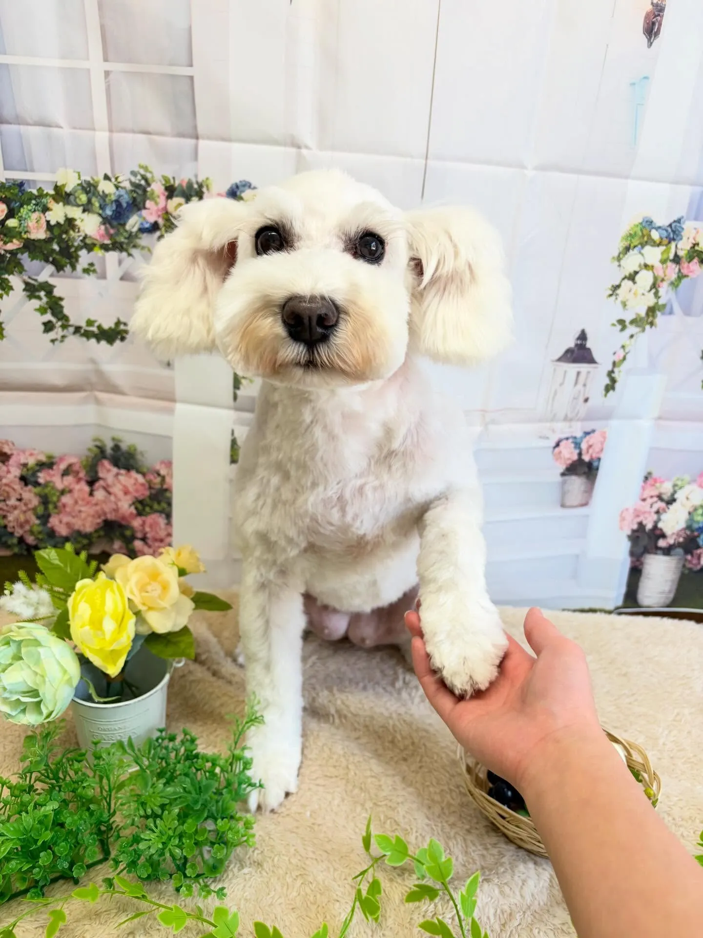 🍃5/19のトリミング🍃ミニチュアシュナウザー🐶｜名東区・千...
