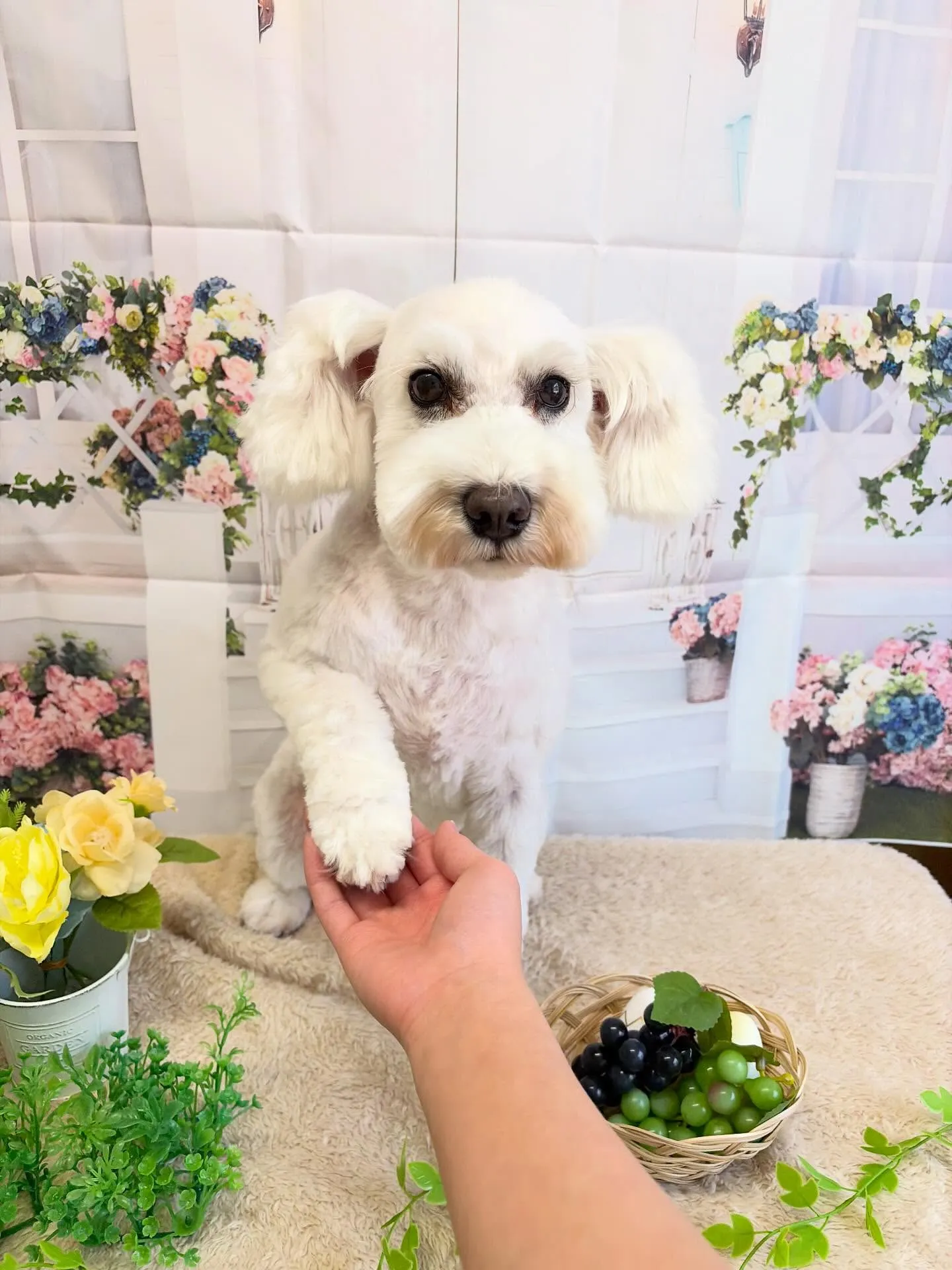 🍃5/19のトリミング🍃ミニチュアシュナウザー🐶｜名東区・千...