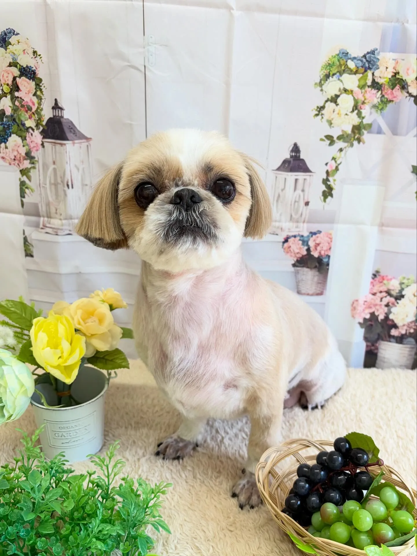🍃5/19のトリミング🍃ミニチュアシュナウザー🐶|名東区・千...