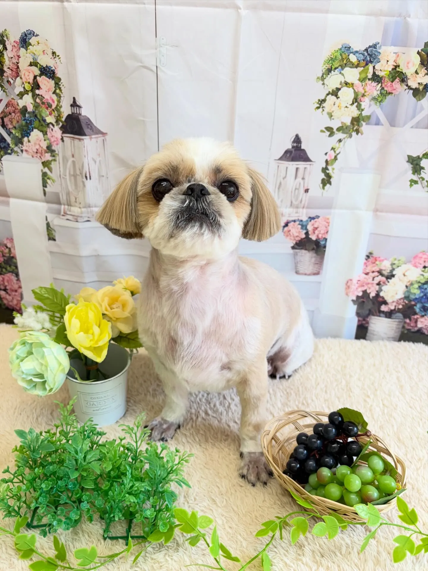 🍃5/19のトリミング🍃ミニチュアシュナウザー🐶｜名東区・千...
