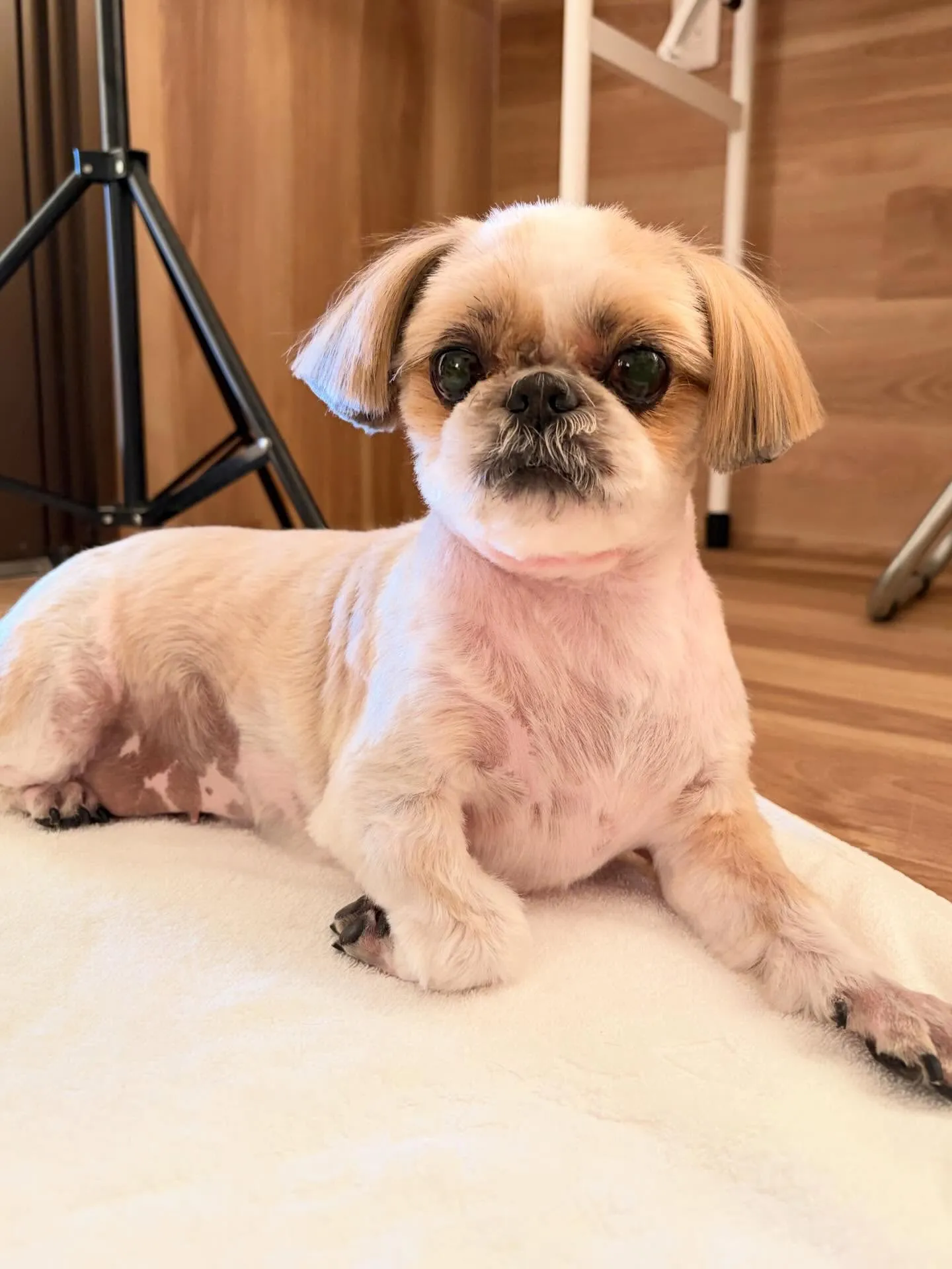 🍃5/19のトリミング🍃ミニチュアシュナウザー🐶｜名東区・千...