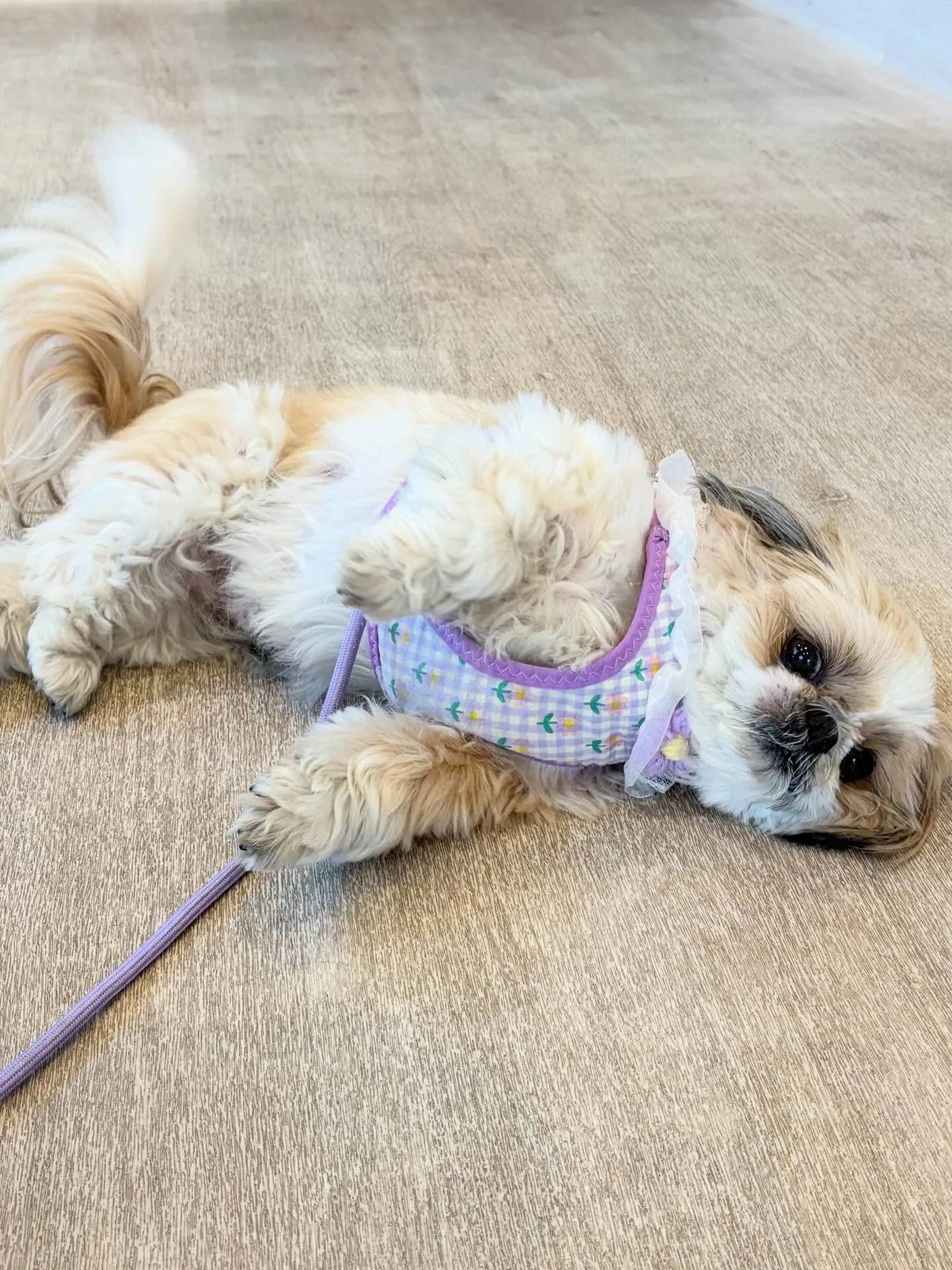 🍃5/19のトリミング🍃ミニチュアシュナウザー🐶｜名東区・千...