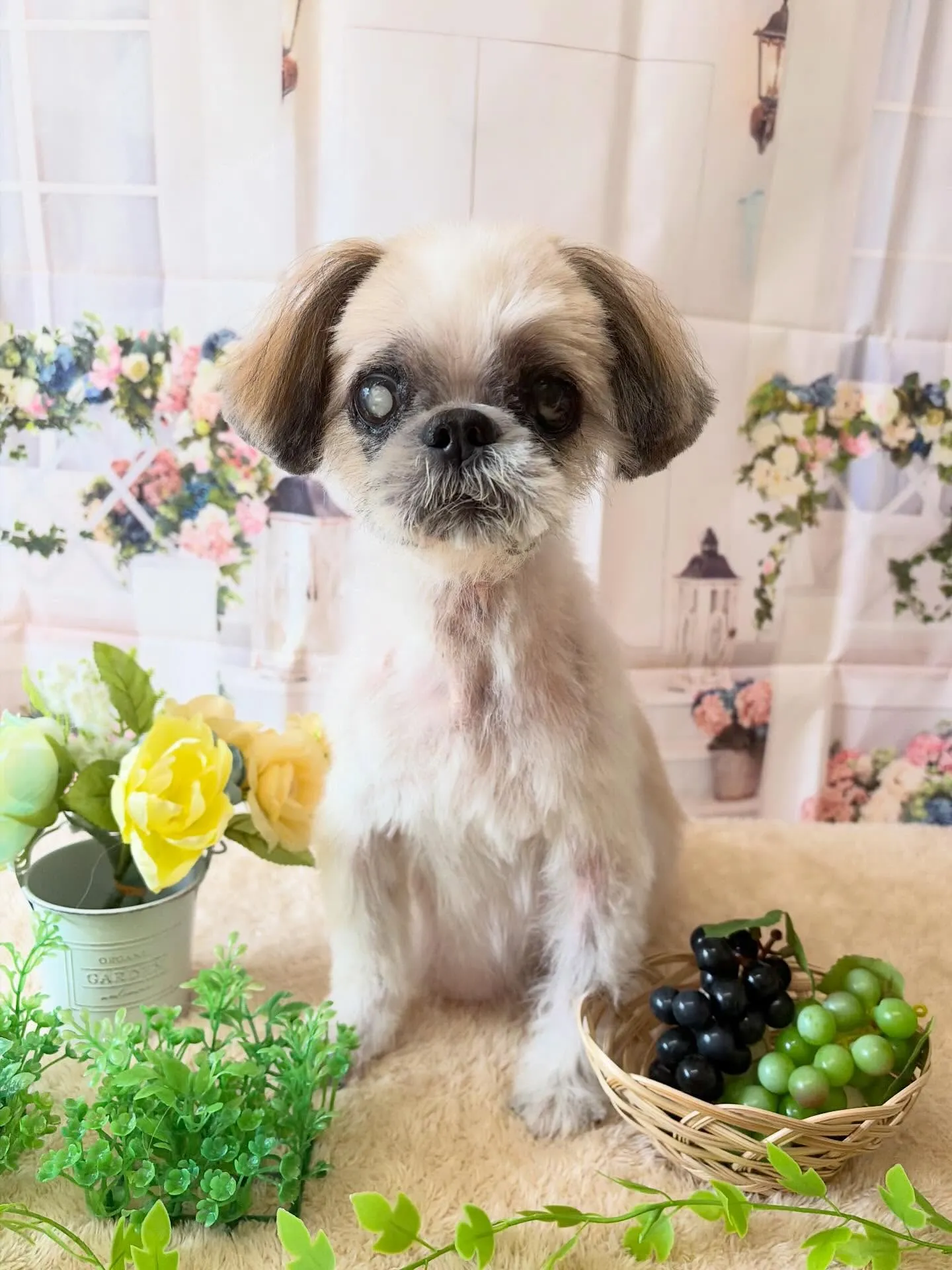 🍃5/20のトリミング🍃シーズー🐶|名東区・千種区・守山区の...
