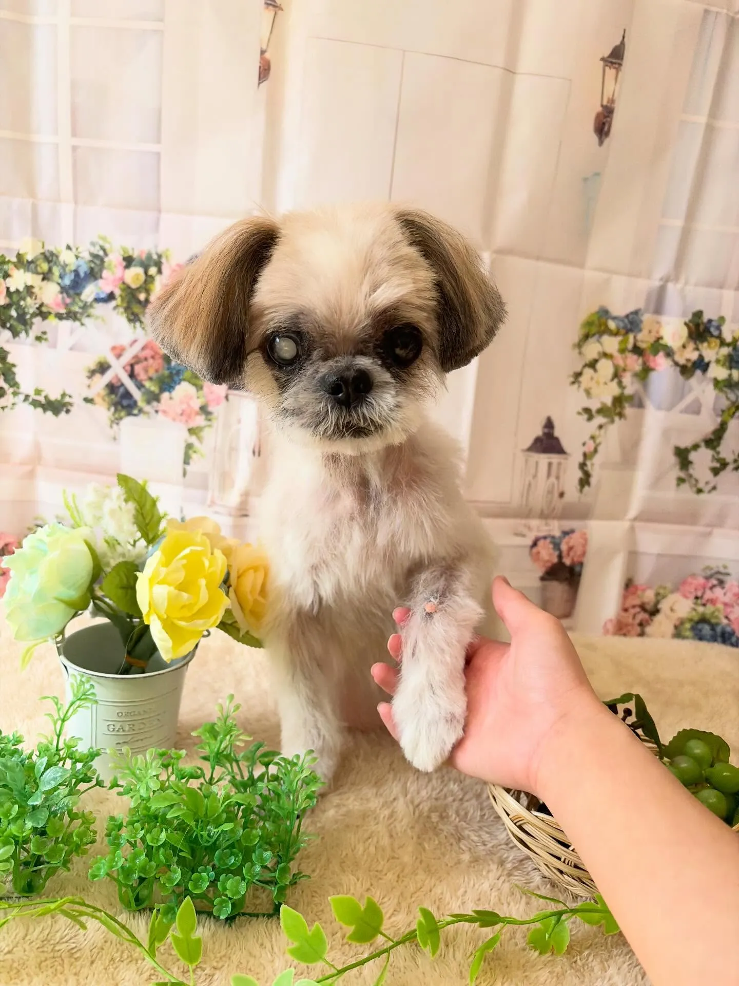 🍃5/20のトリミング🍃シーズー🐶｜名東区・千種区・守山区の...