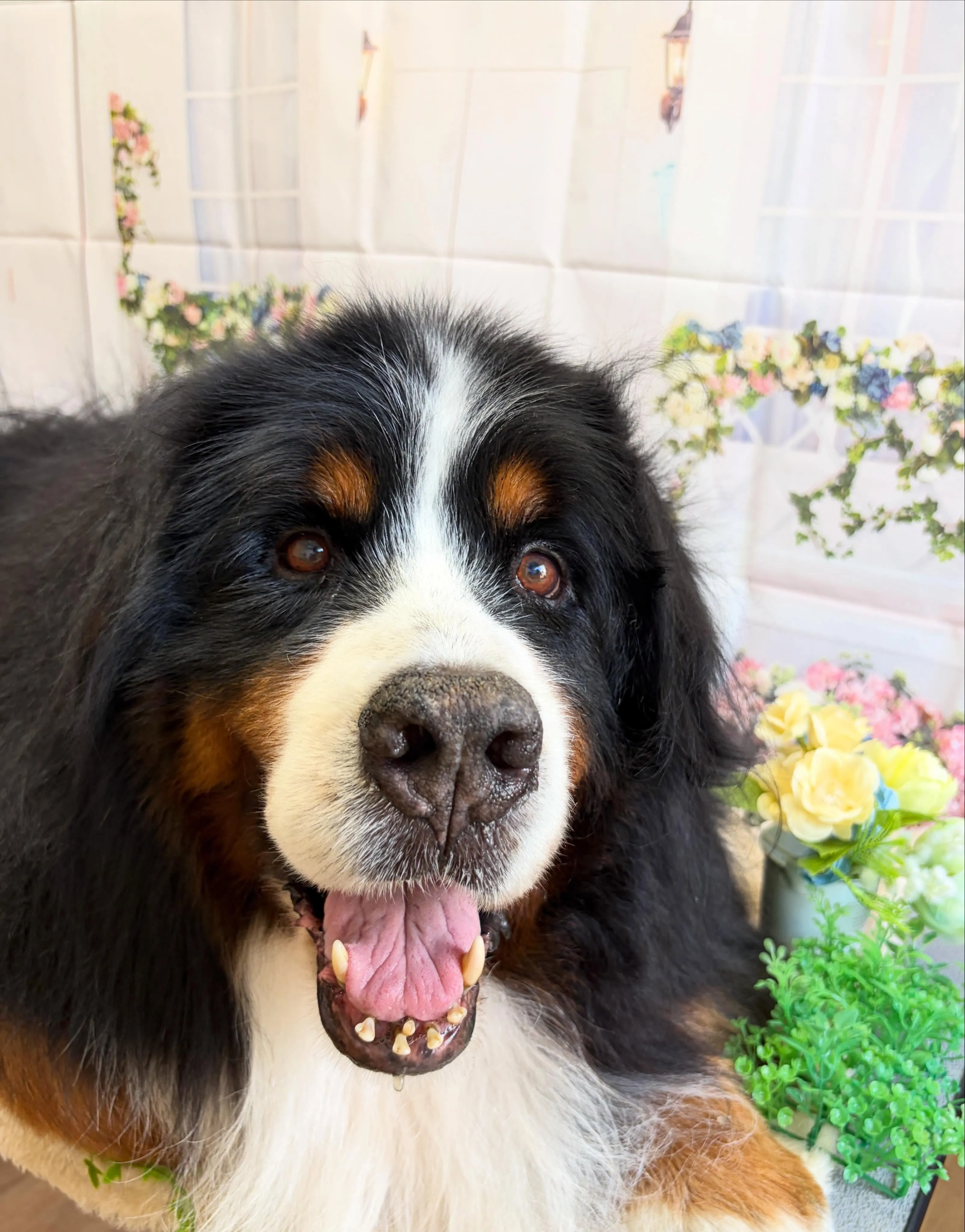 🍃5/20のトリミング🍃バーニーズマウンテンドッグ🐶｜名東区...