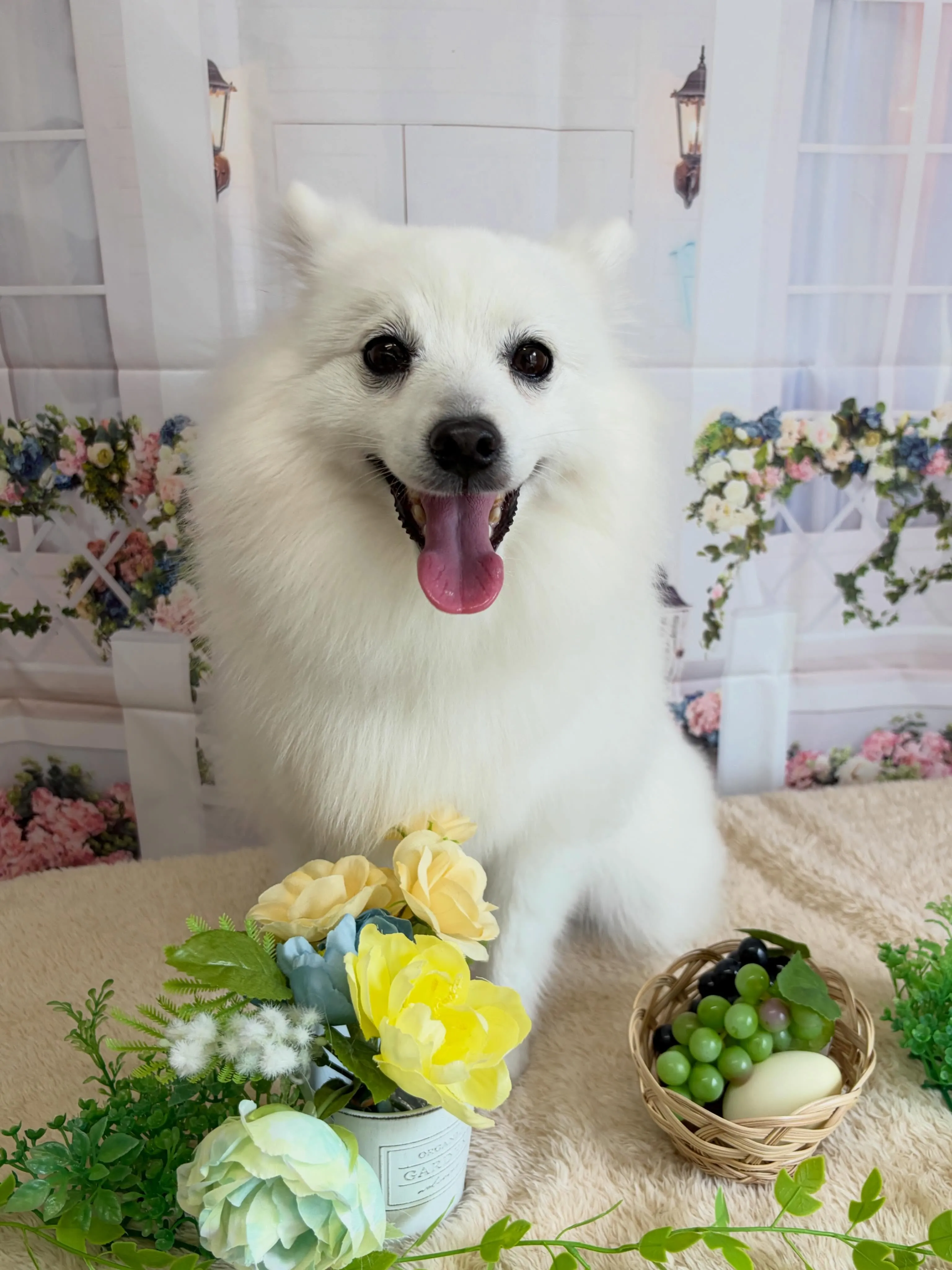 🍃4/21のトリミング🍃日本スピッツ🐶｜名東区・千種区・守山...