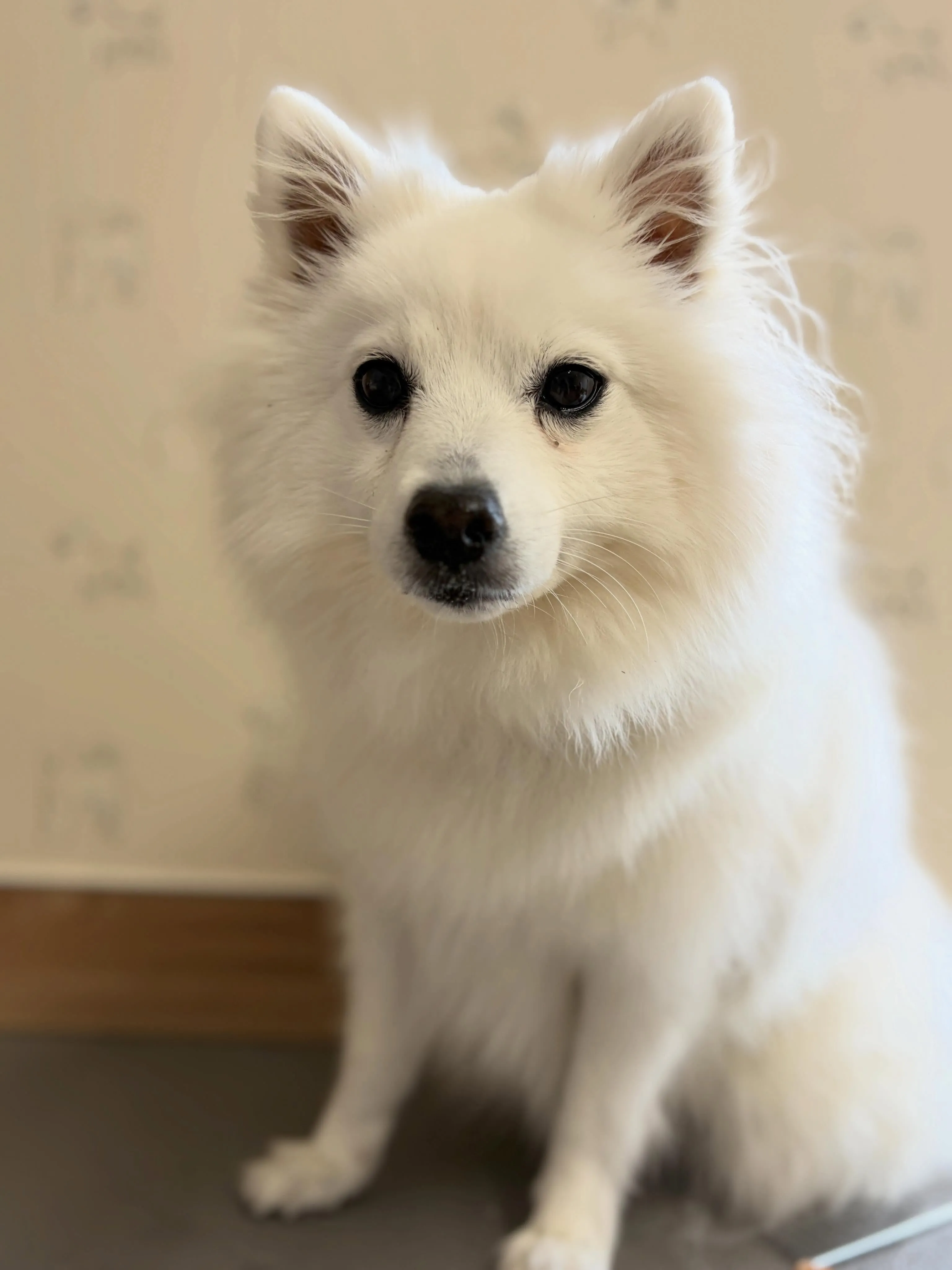 🍃4/21のトリミング🍃日本スピッツ🐶｜名東区・千種区・守山...