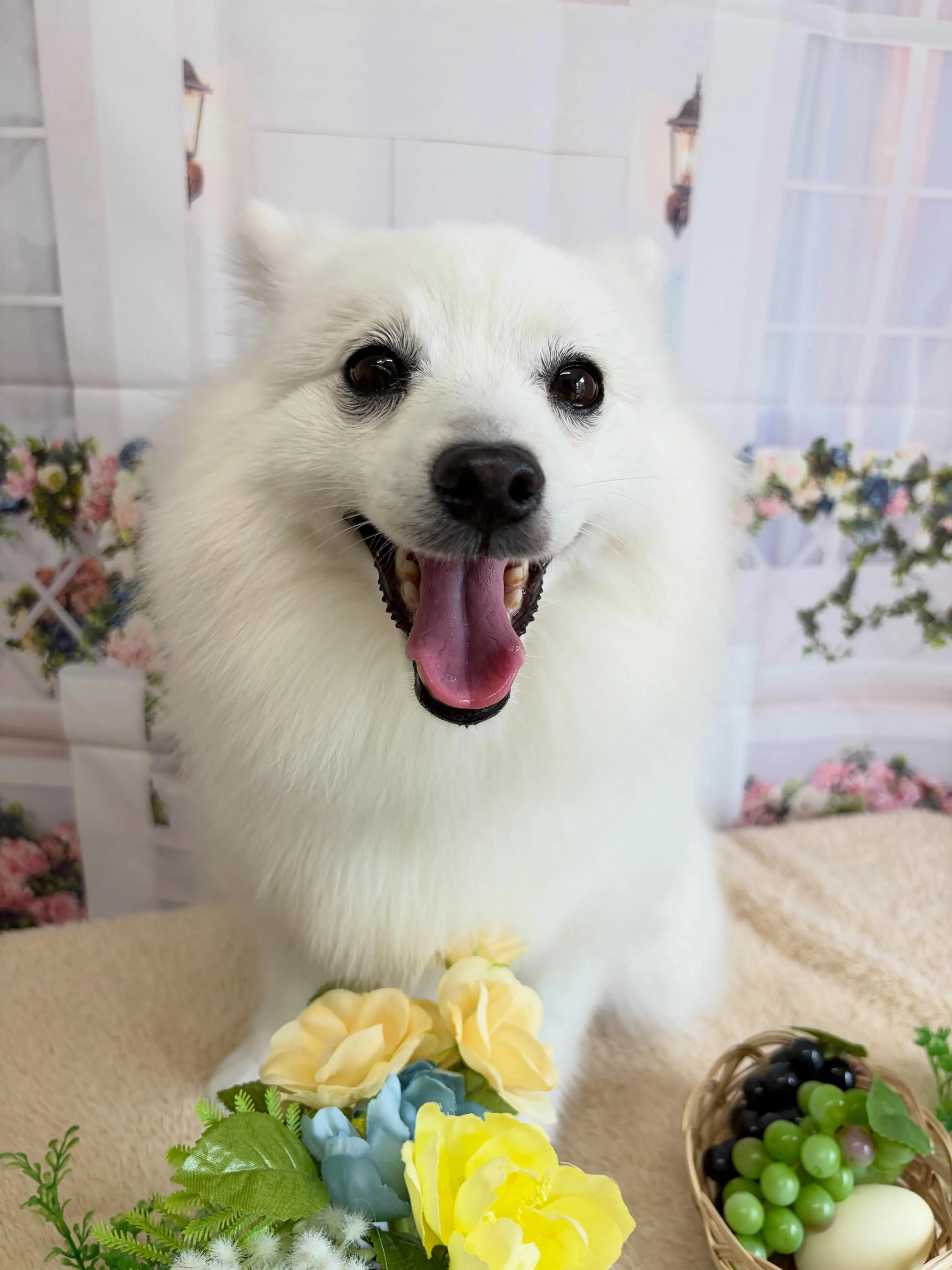 🍃4/21のトリミング🍃日本スピッツ🐶｜名東区・千種区・守山...
